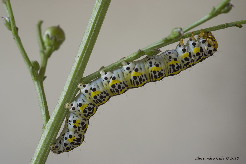 Belemia Simplonia 9337