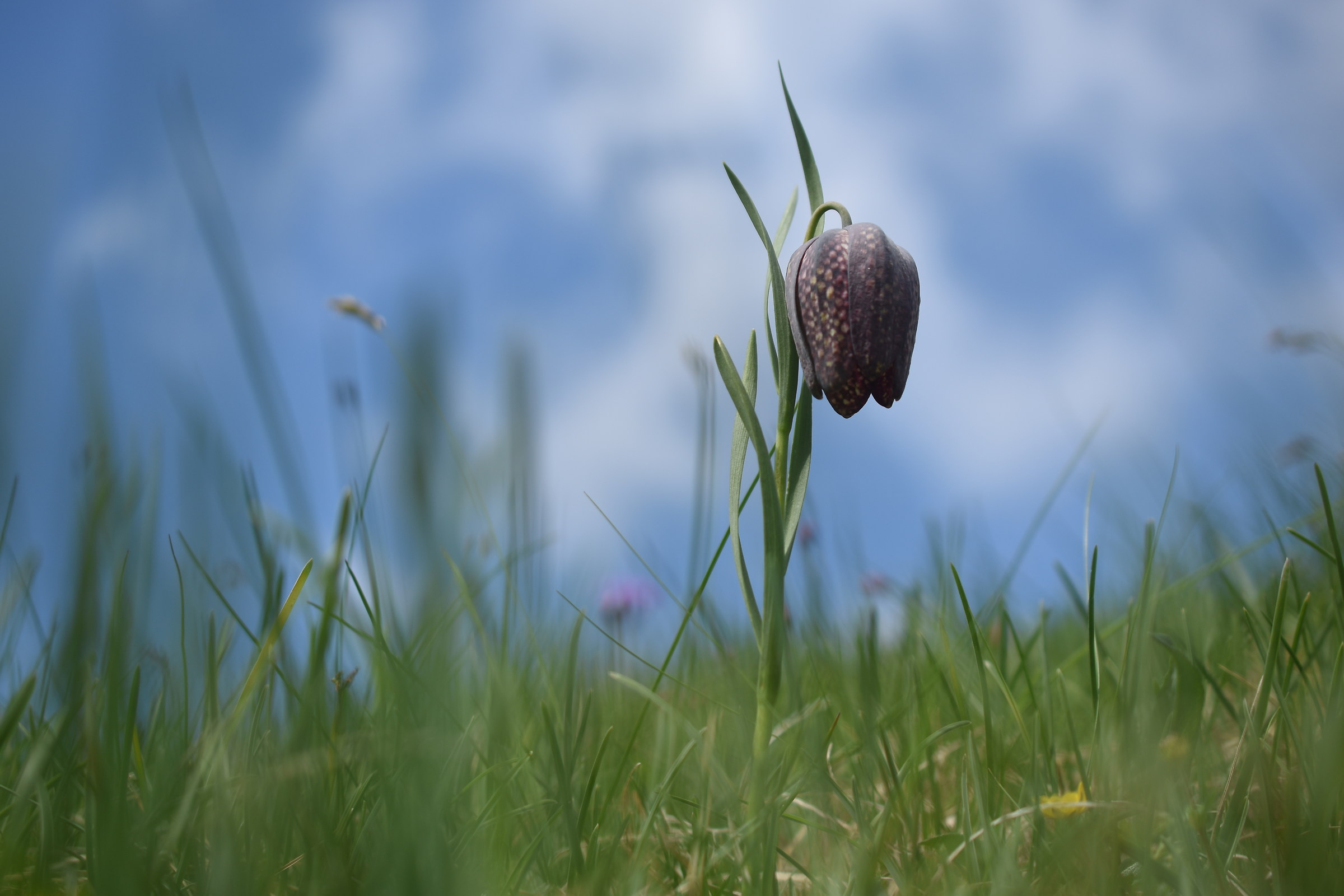 Fritillaria