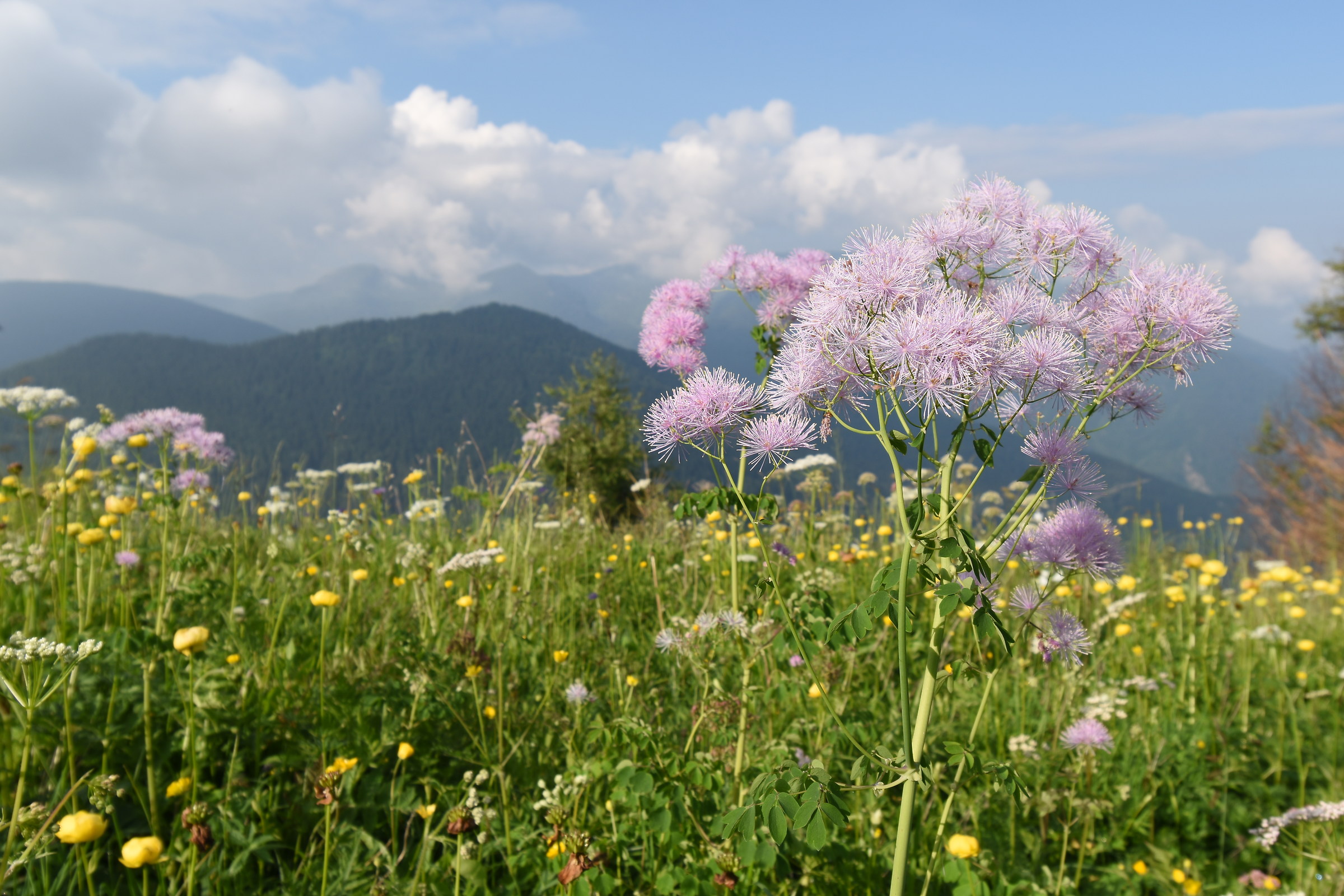 Thalictrum Aquilegifolium