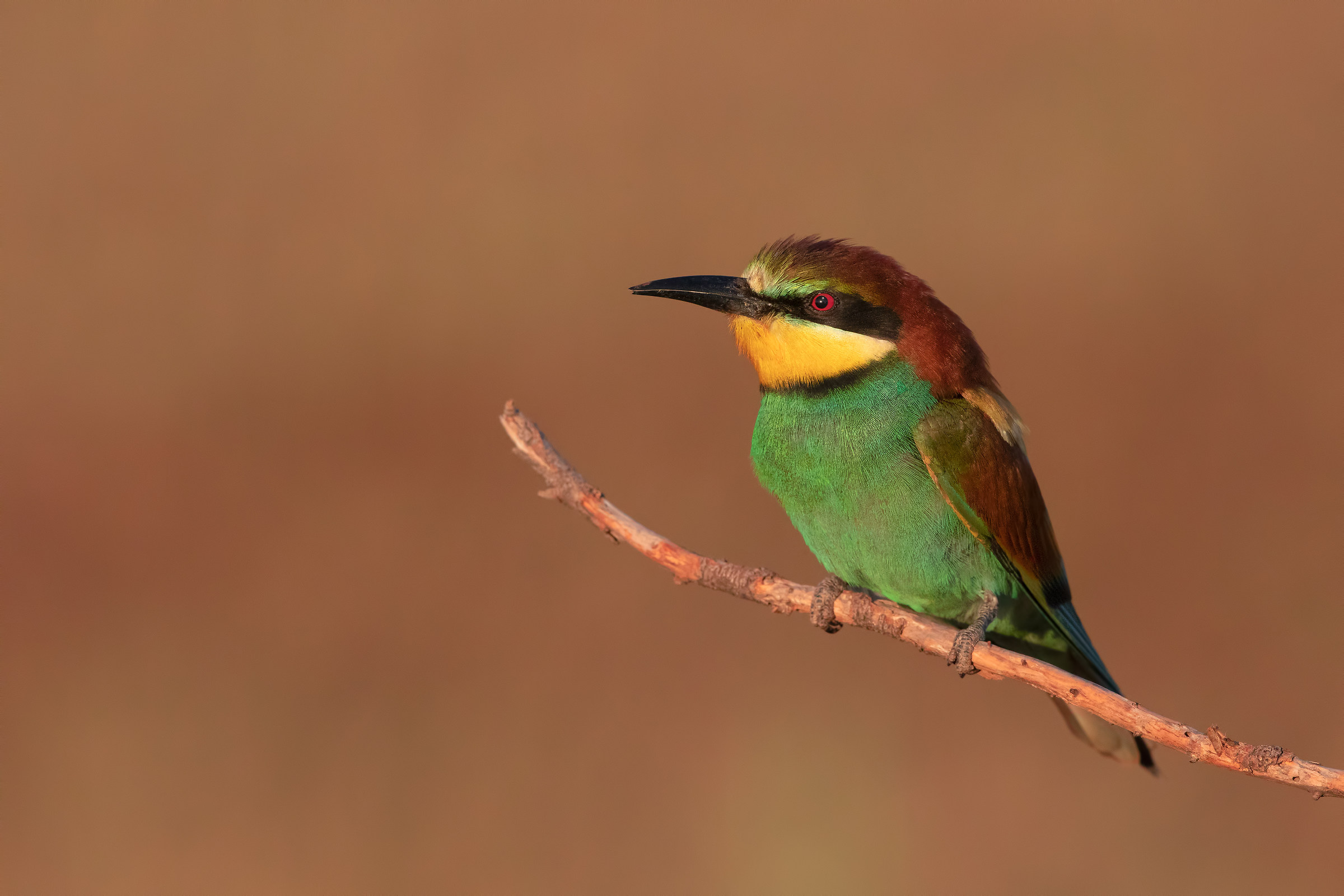 Bee-eater