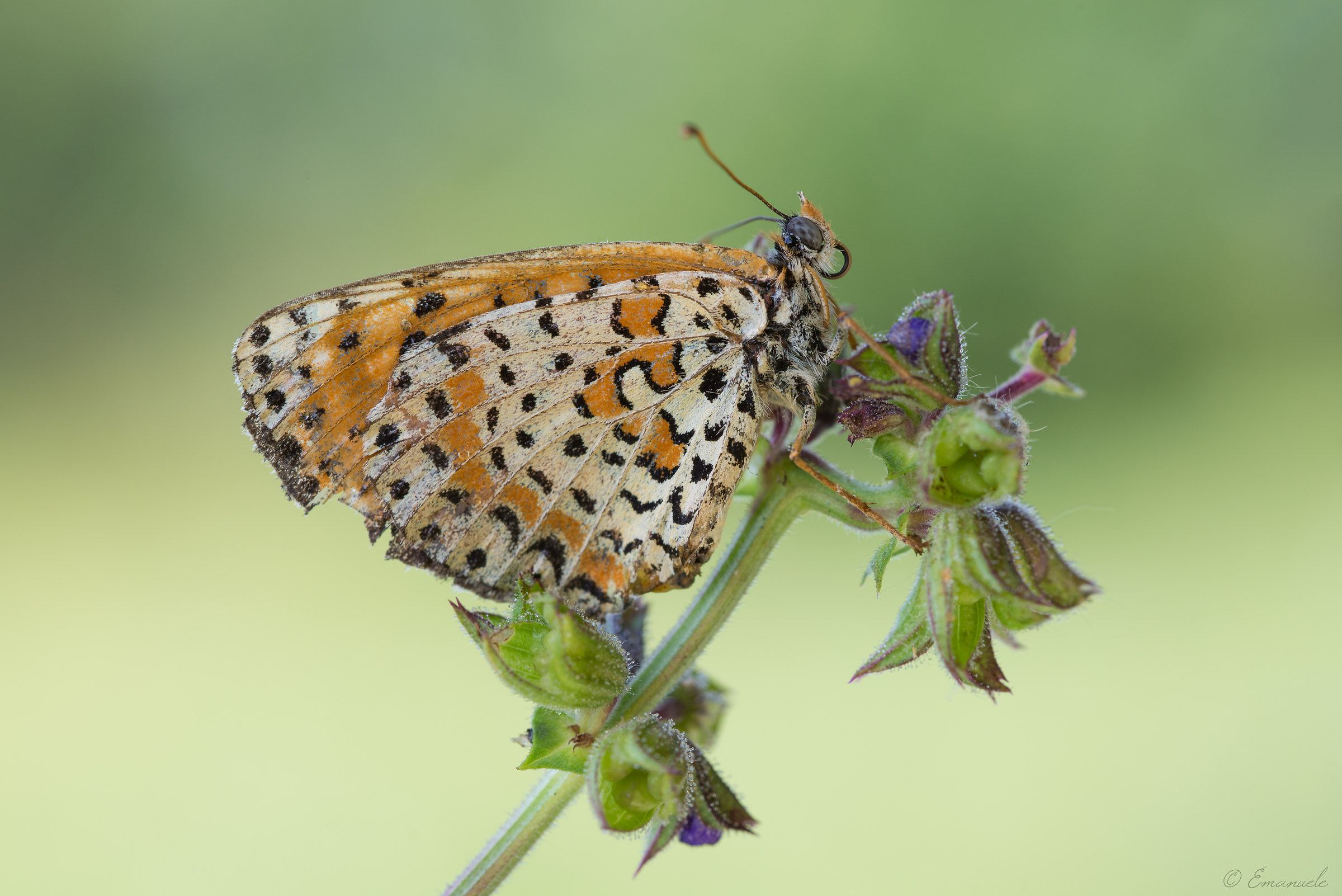 Nymphalidae Melitaea