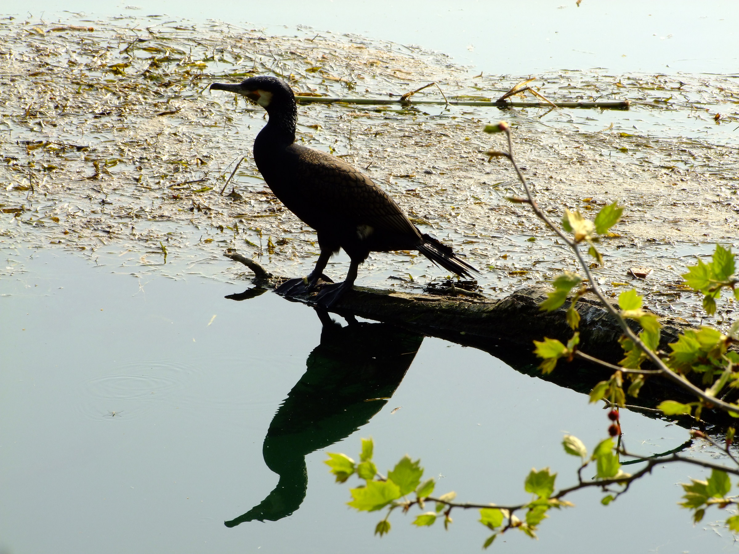 Cormorant Sul Mincio