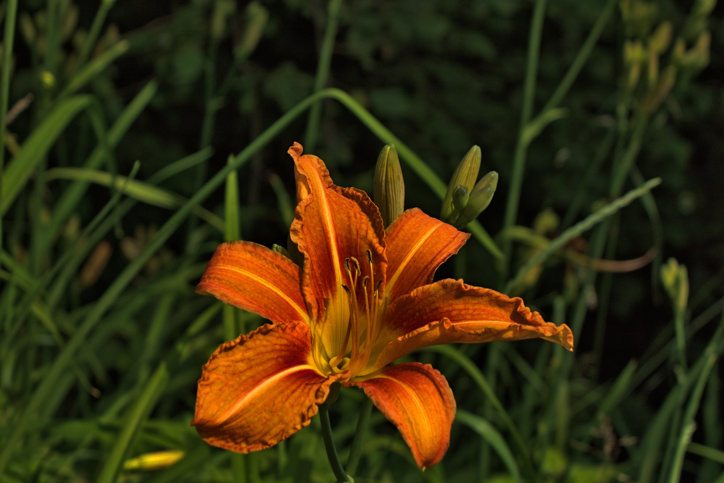 Giglio di San Giovanni, coltivato