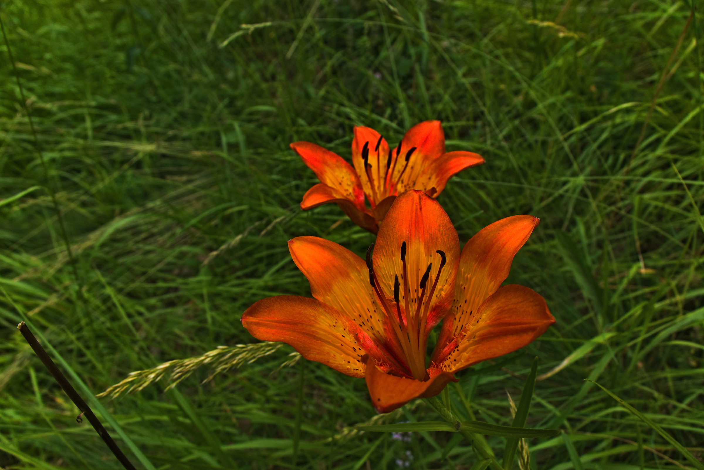 Giglio di San Giovanni selvatico