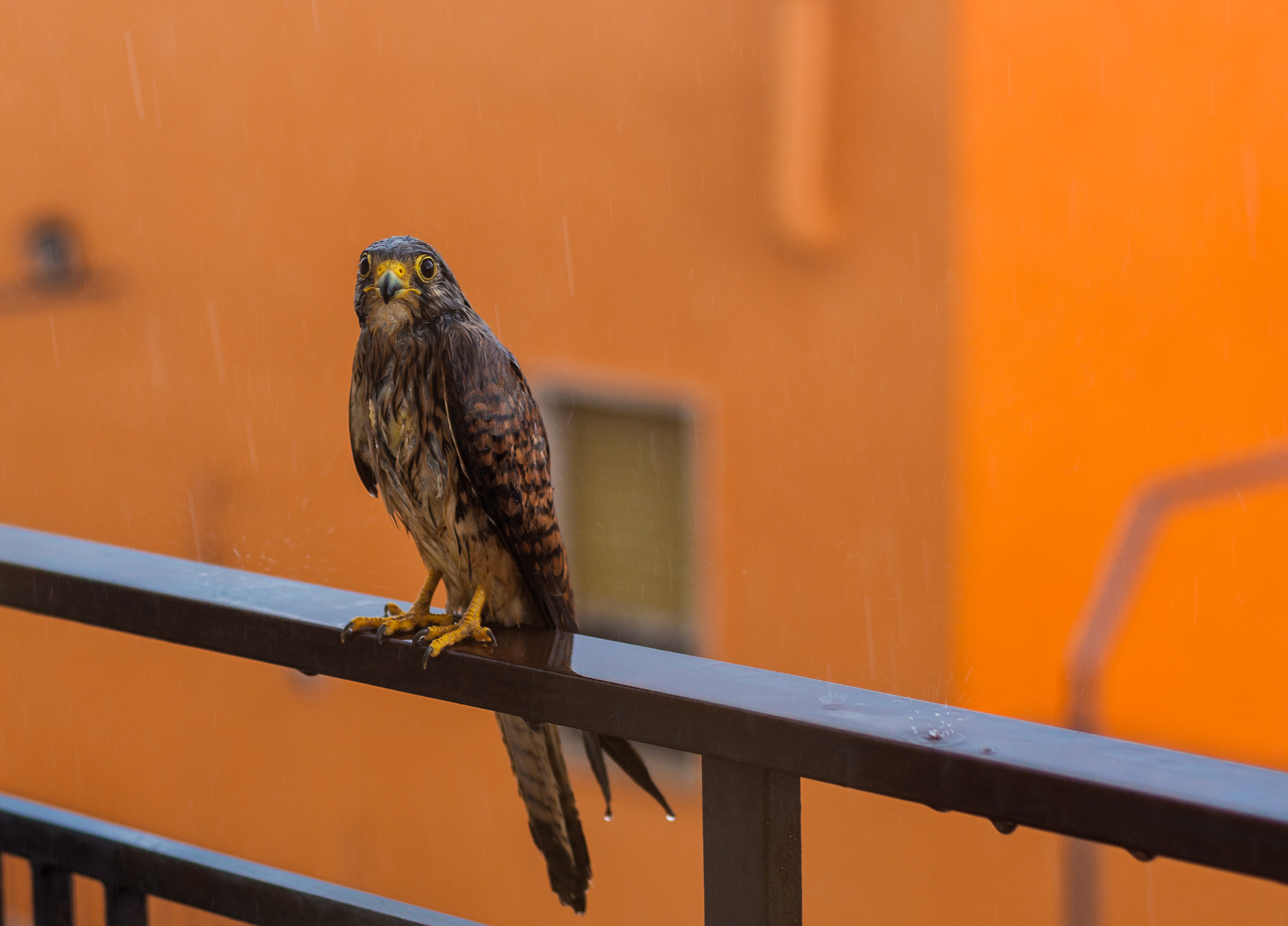 Wet Hawk