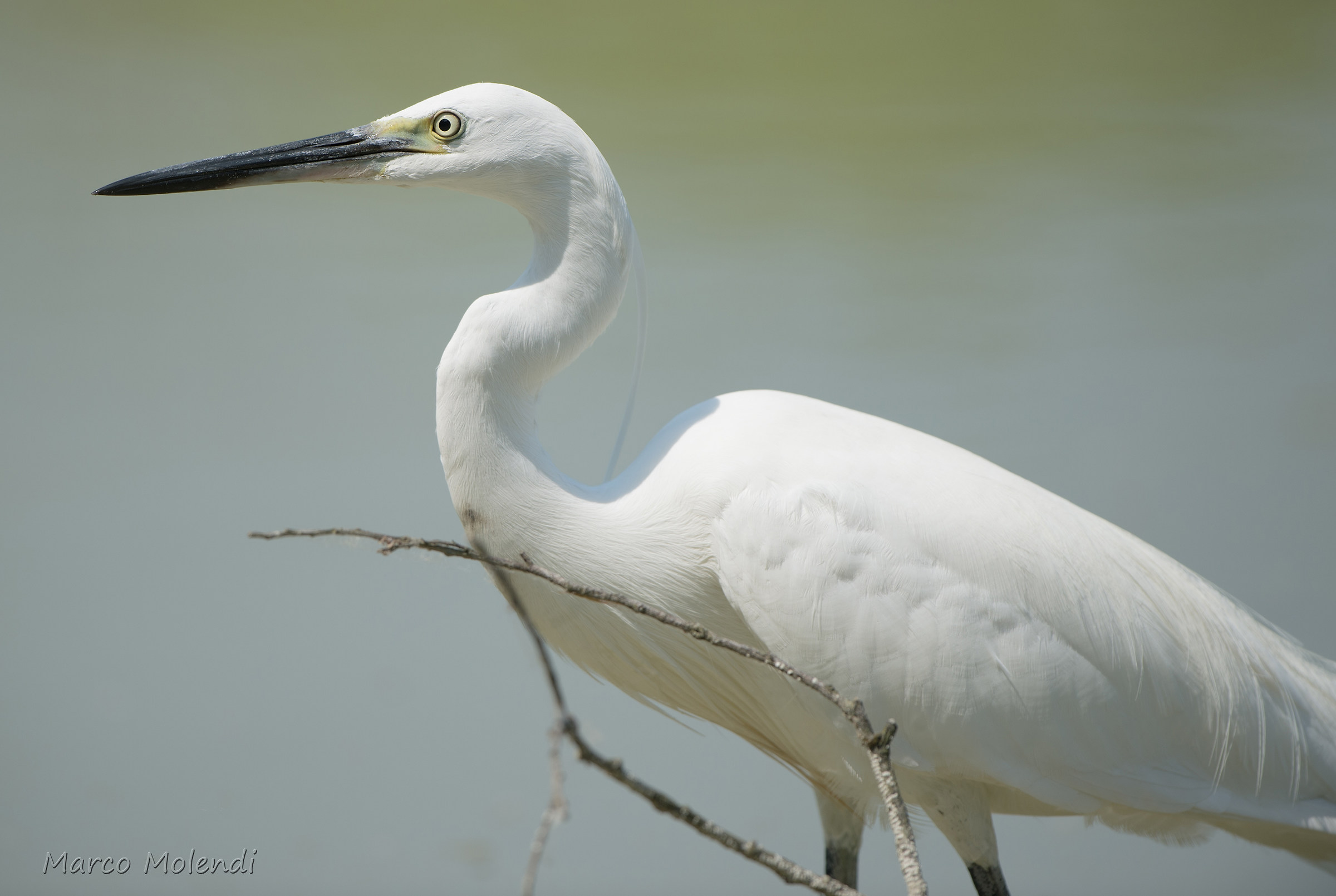 Egret