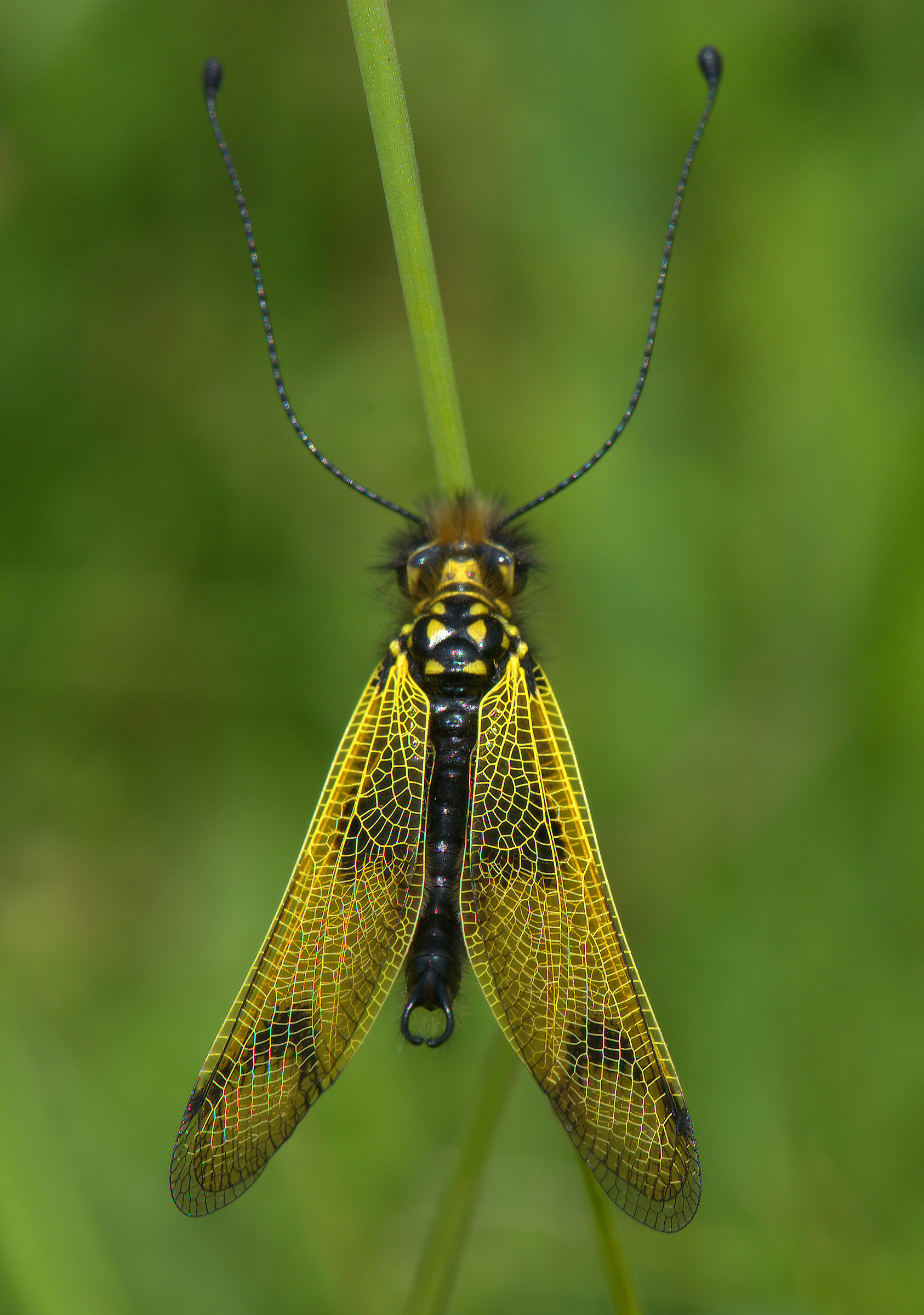 Libelloides Longicornis
