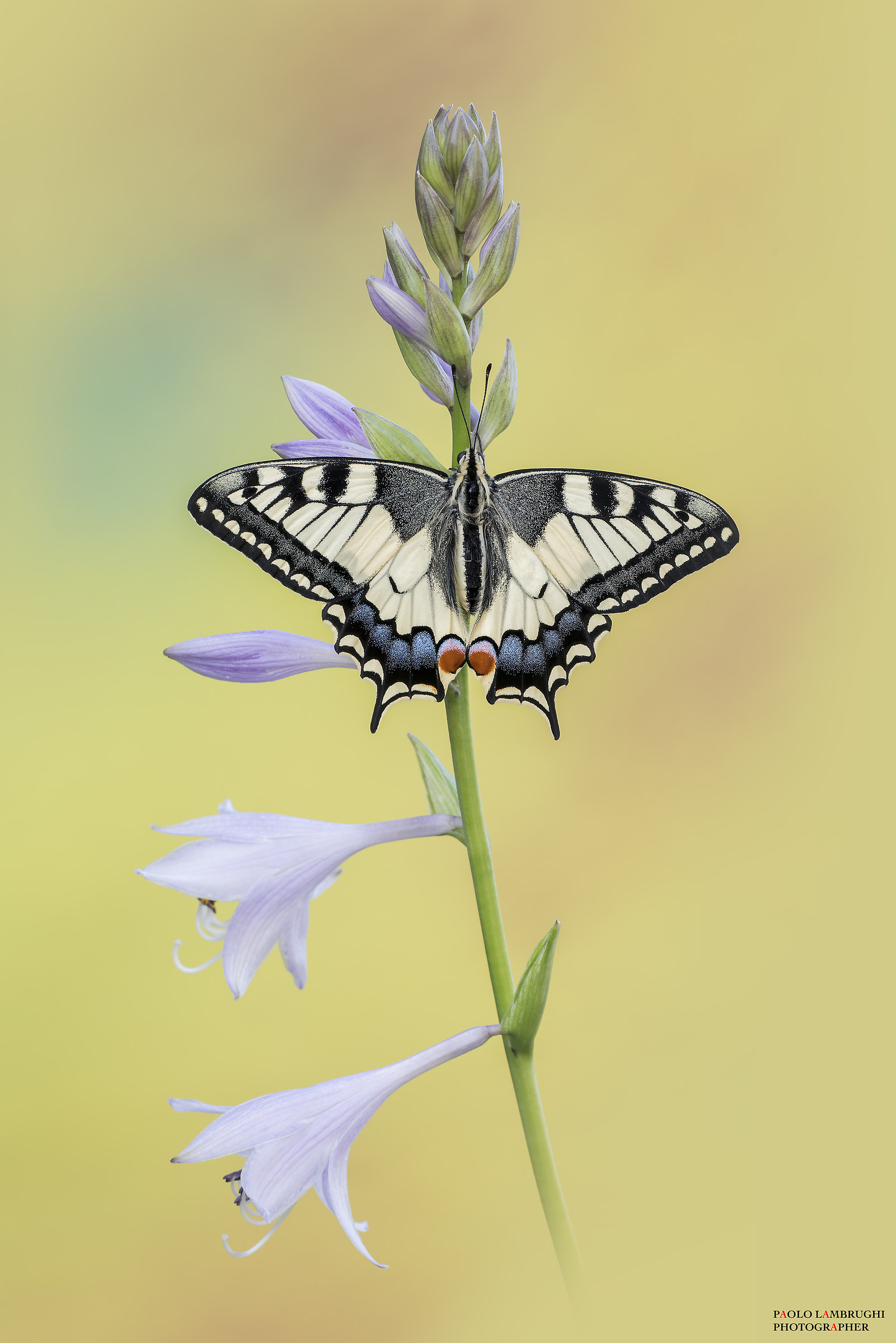 Swallowtail