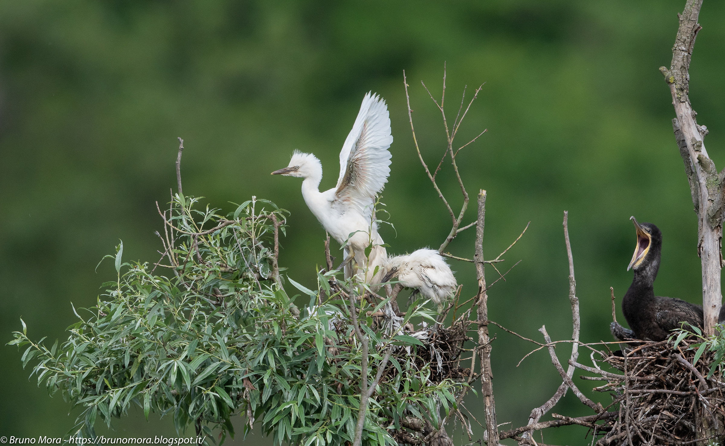 Young Heron Egret