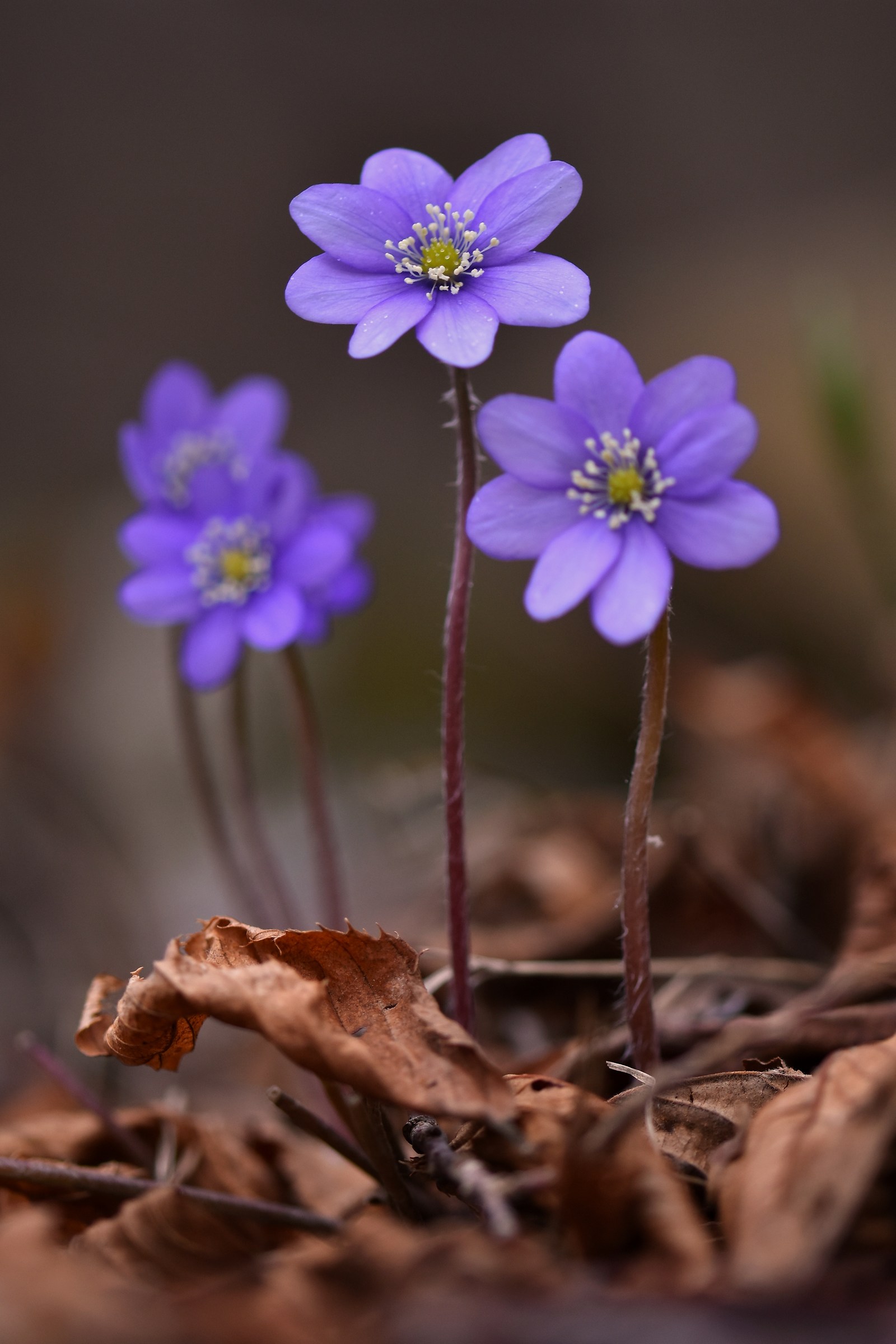 Hepatica nobilis