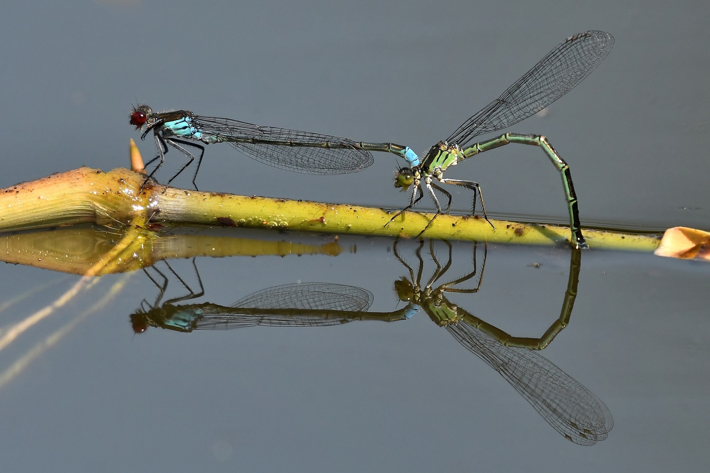 Erythromma najas ( ovideposizione )