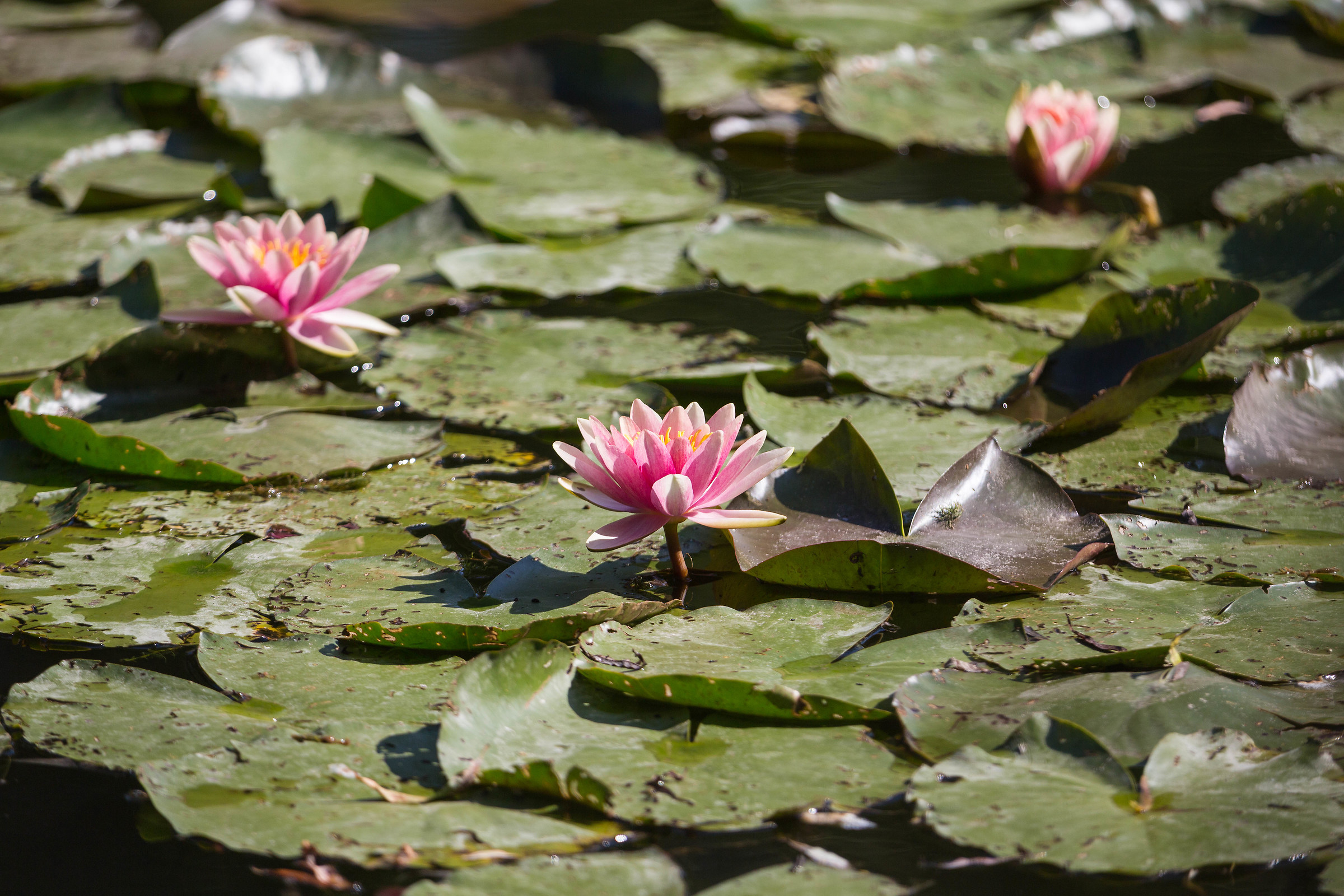 Water Lilies in Giverny