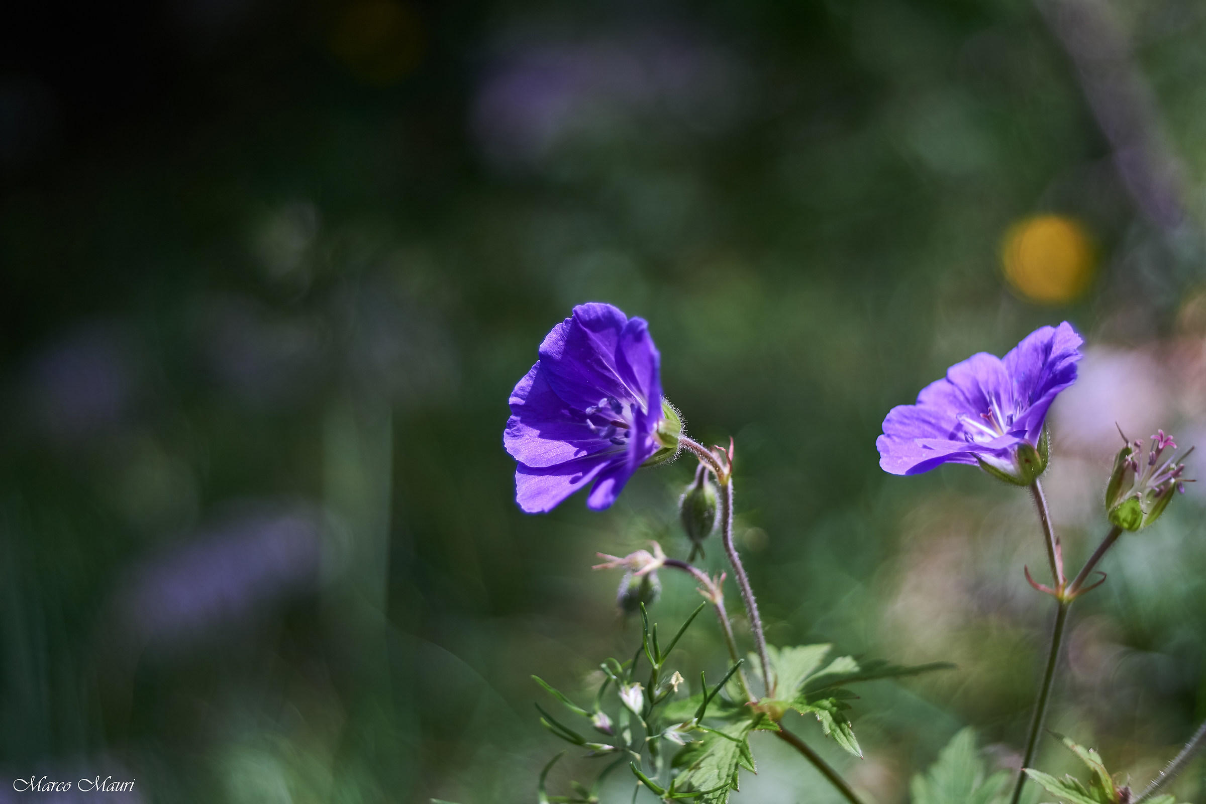 Fioriture in val di scalve