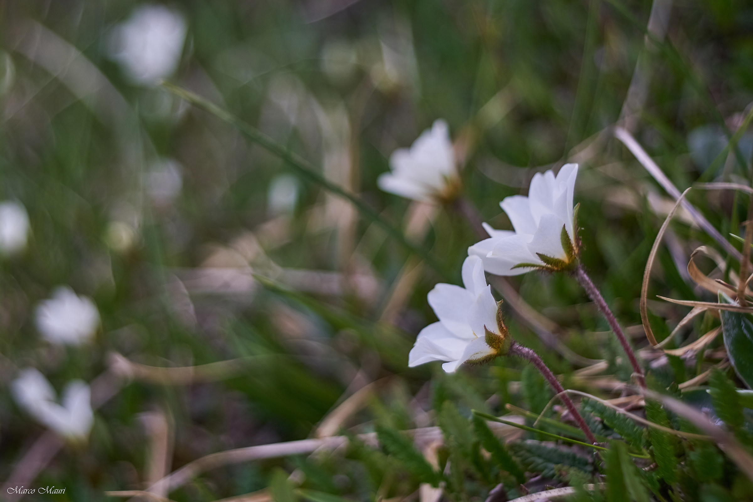Fioriture in val di scalve