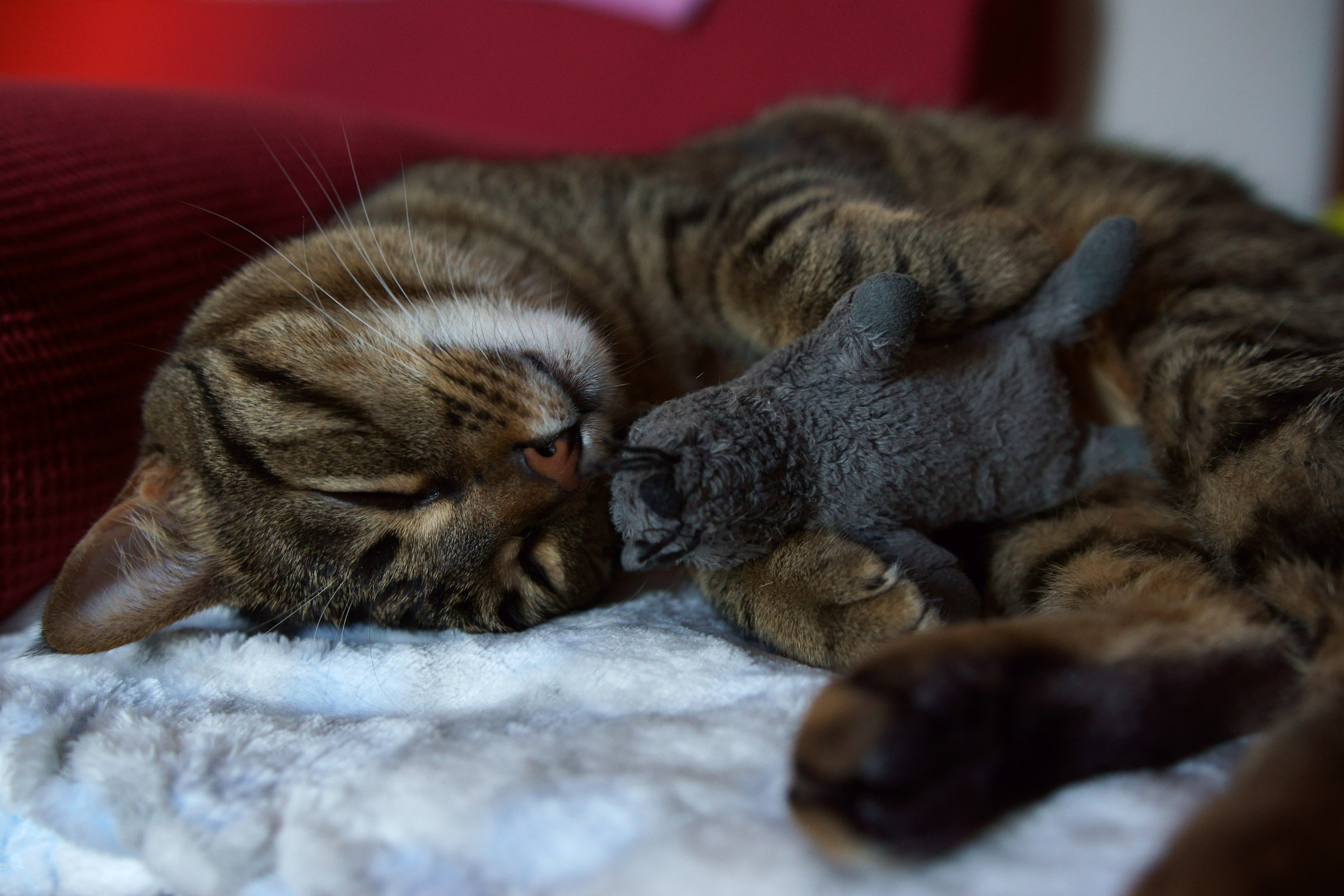 A ognuno il suo pupazzo