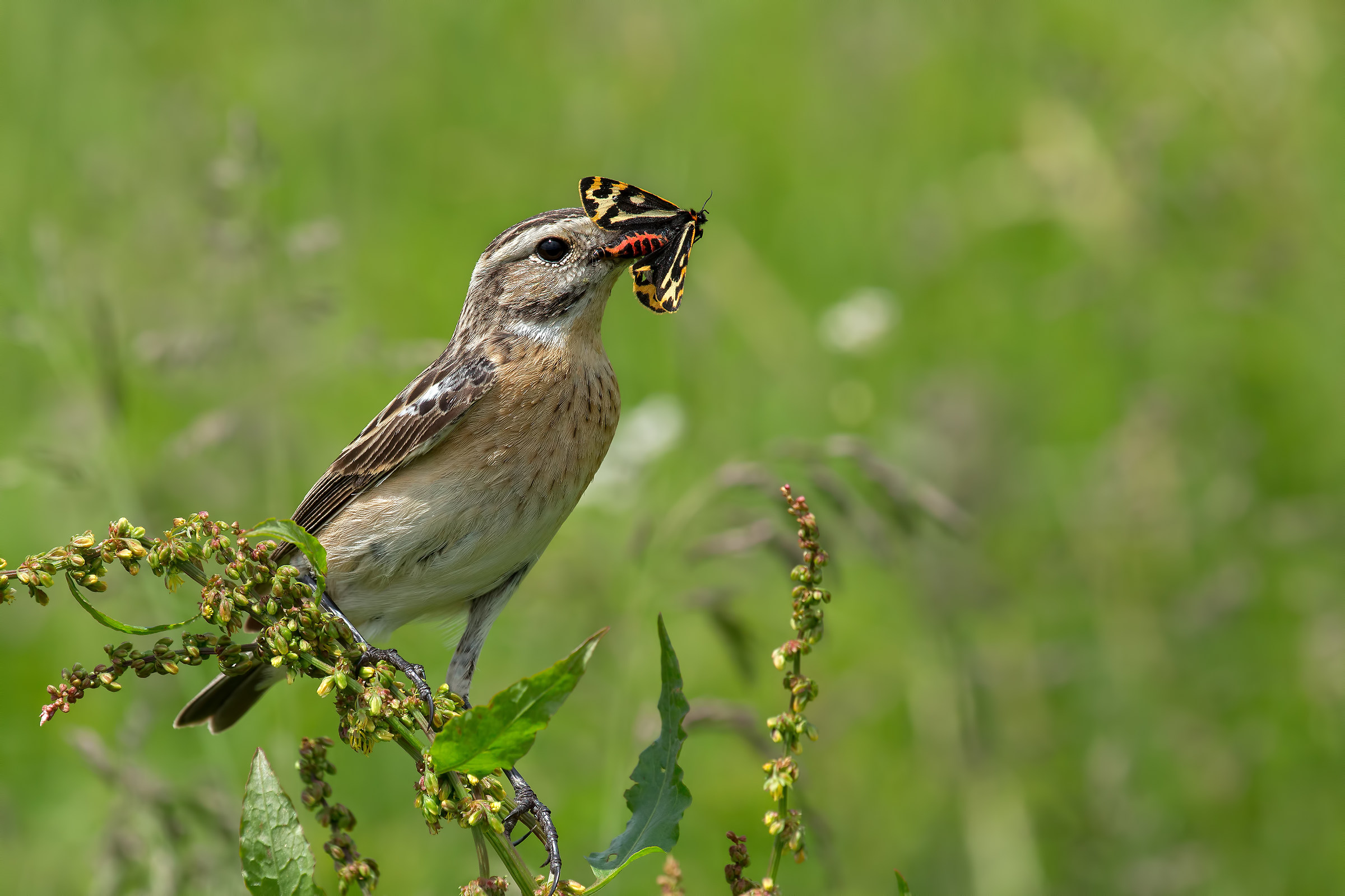Stiaccino (f) con preda