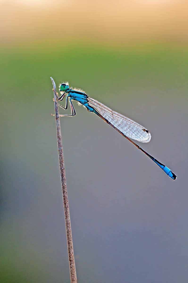 only criticism, thanks ....