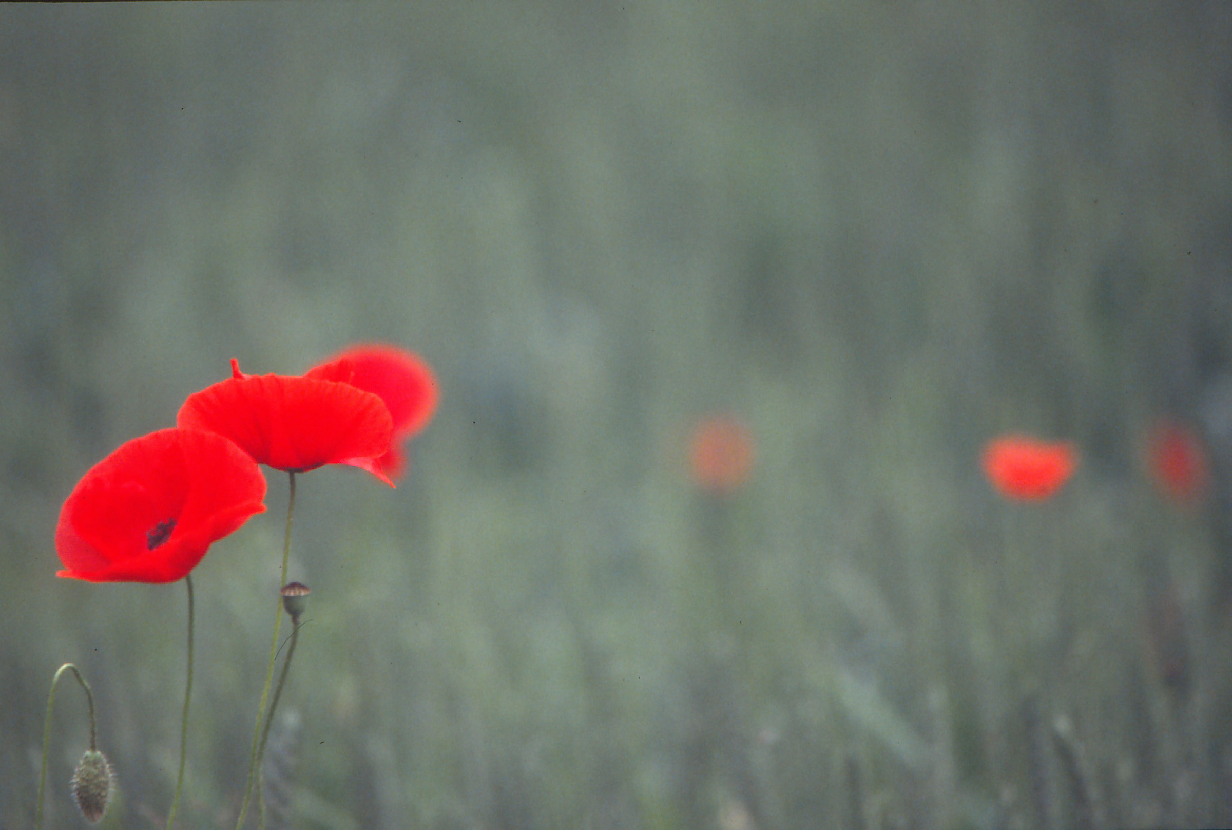 Poppies