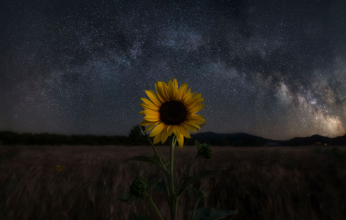The Lonely Sunflower