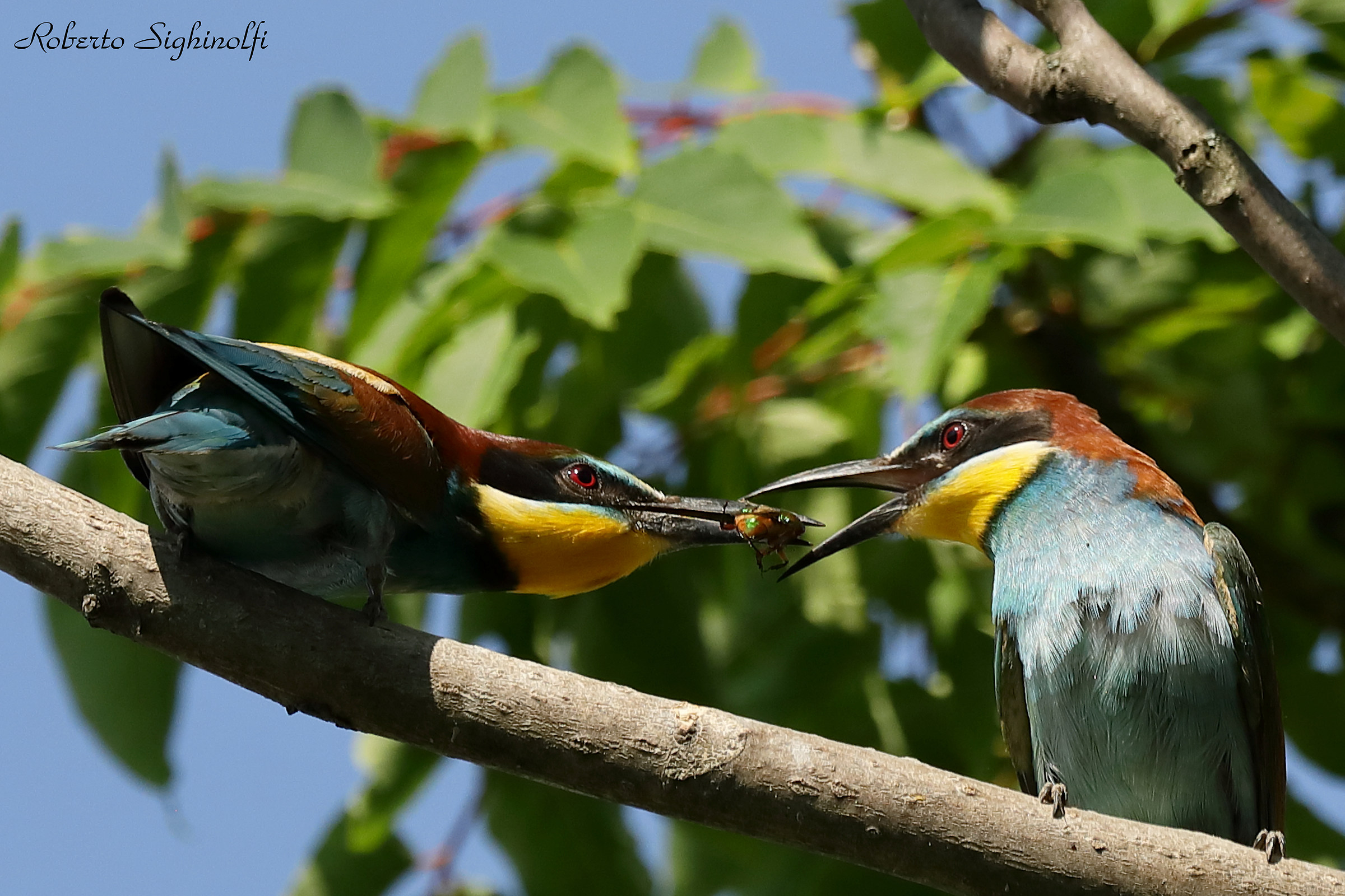 Exchange prey between eaters