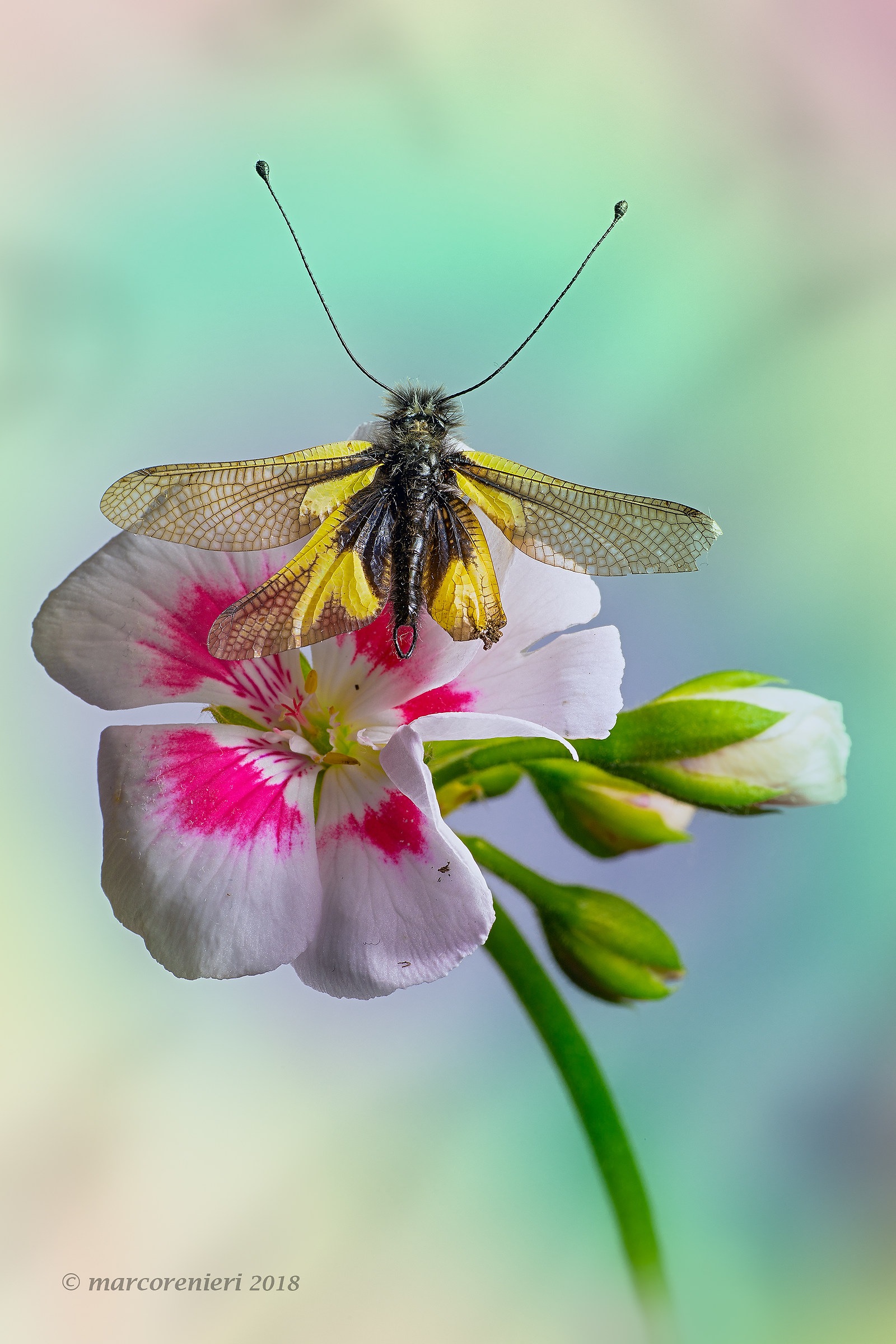 Libelloides Coccajus