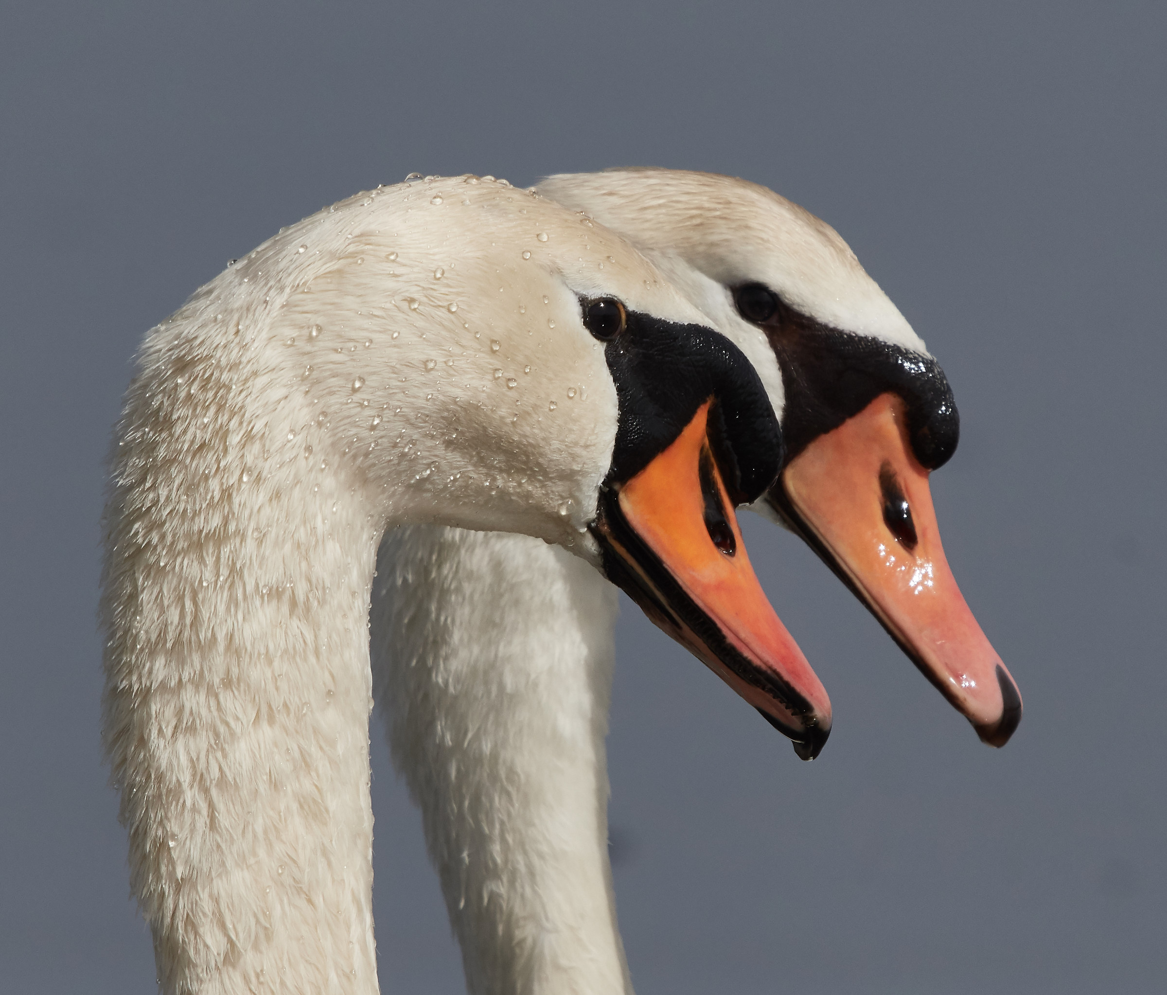 Coppie mute del cigno