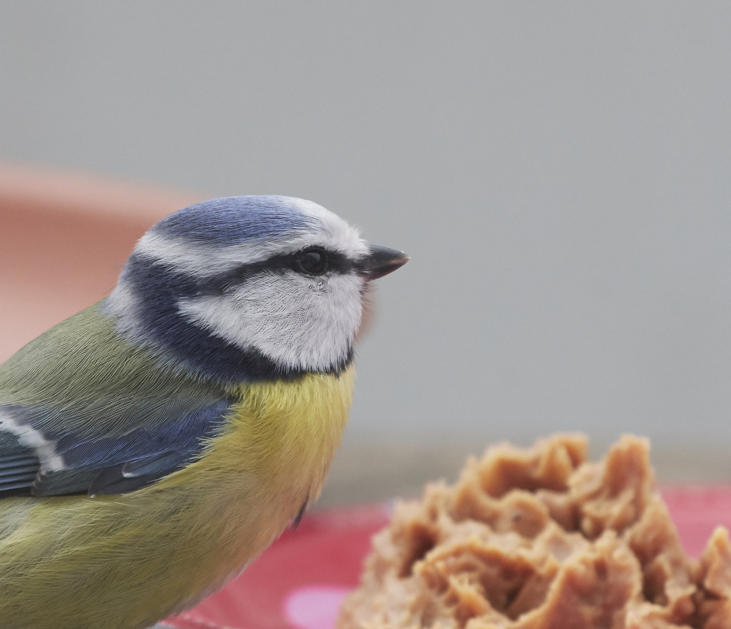 Blue tit sgranocchiare