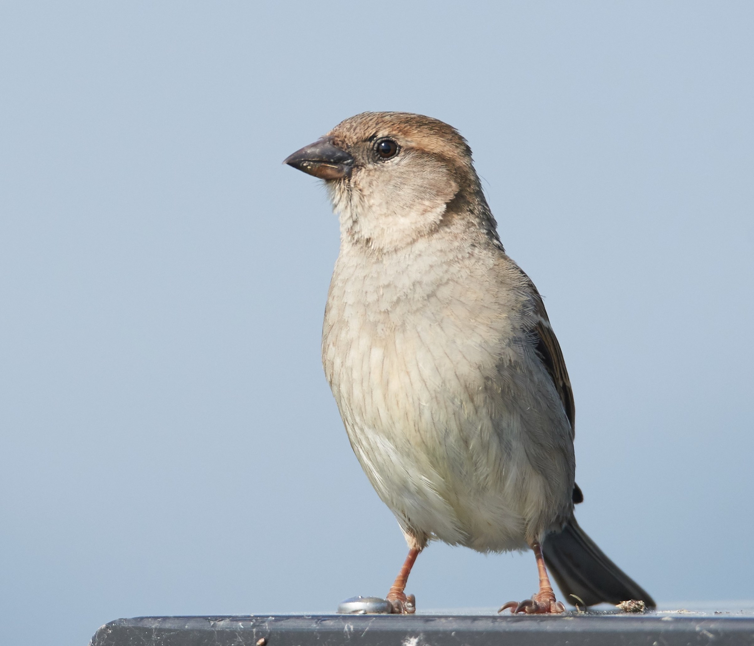 Homester standing alto