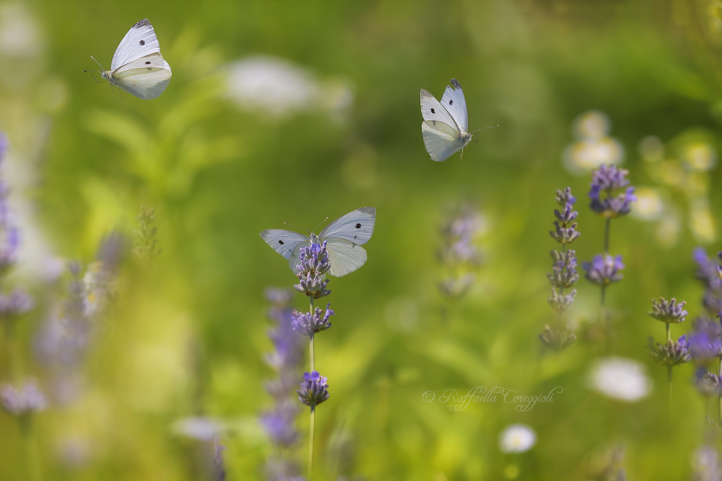 The surprises on the fly....