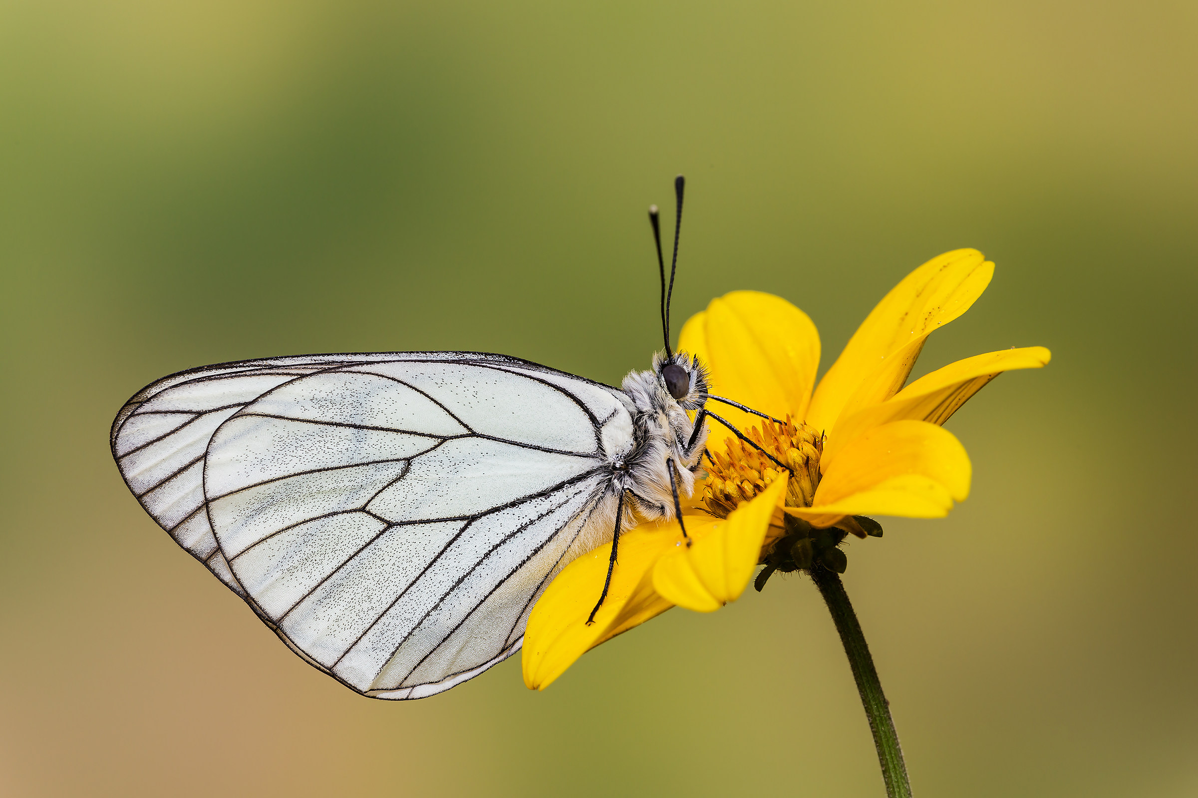 Aporia