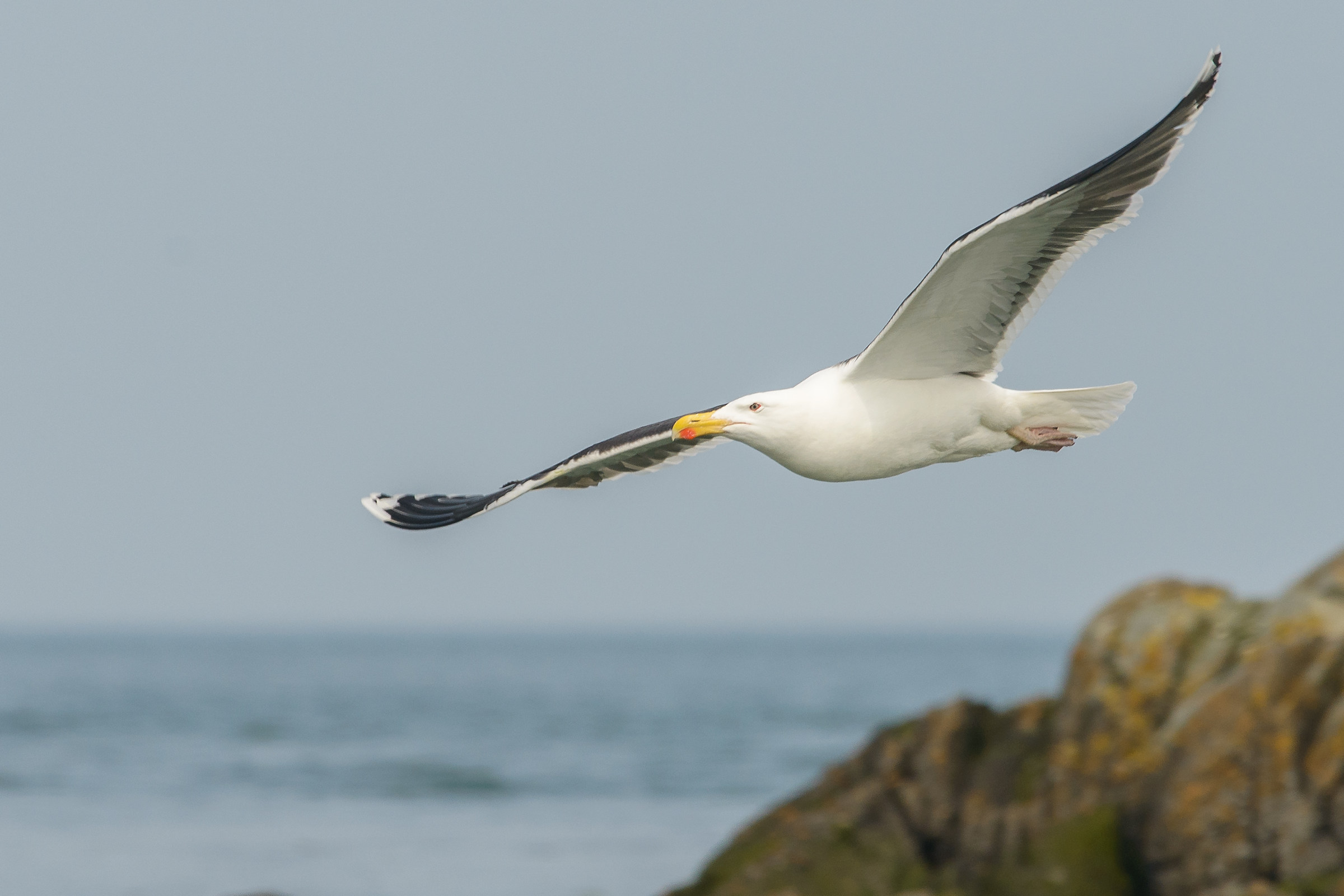 Lesser black-backed gull
