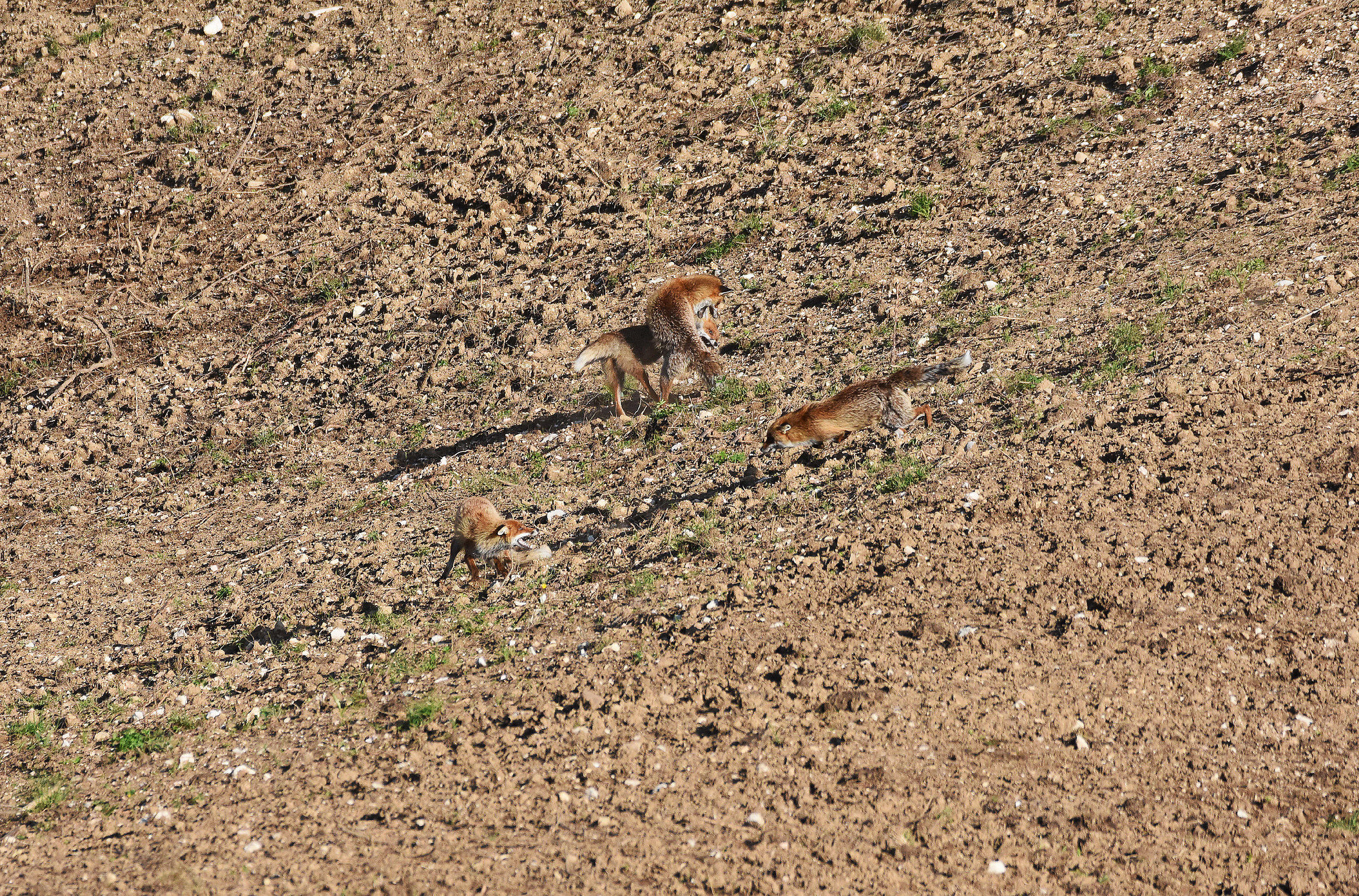 Megarissa sui pascoli