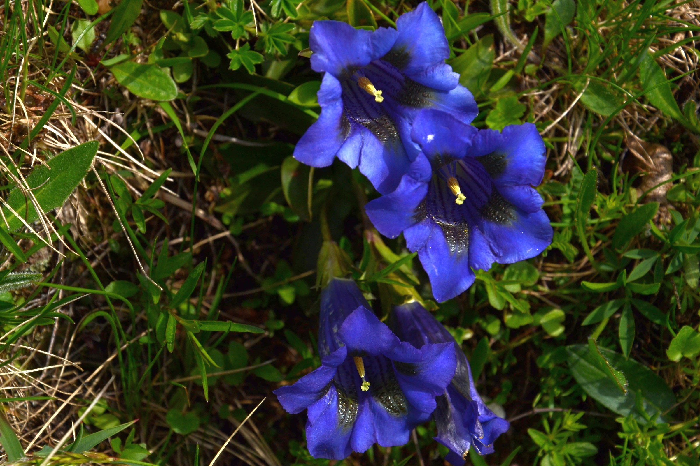 Gentians