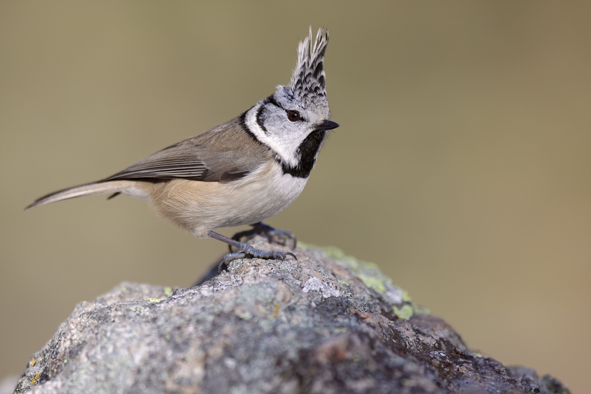 Crested Tit