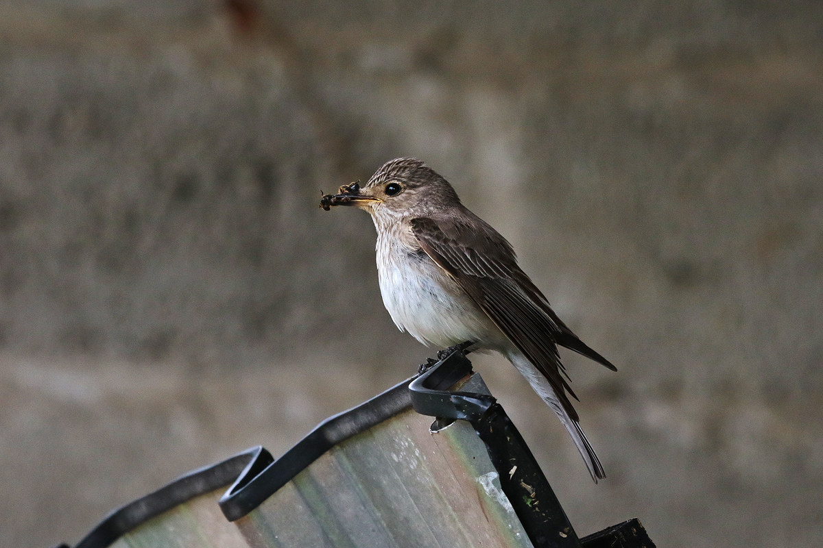 Pigliamosche in faccende