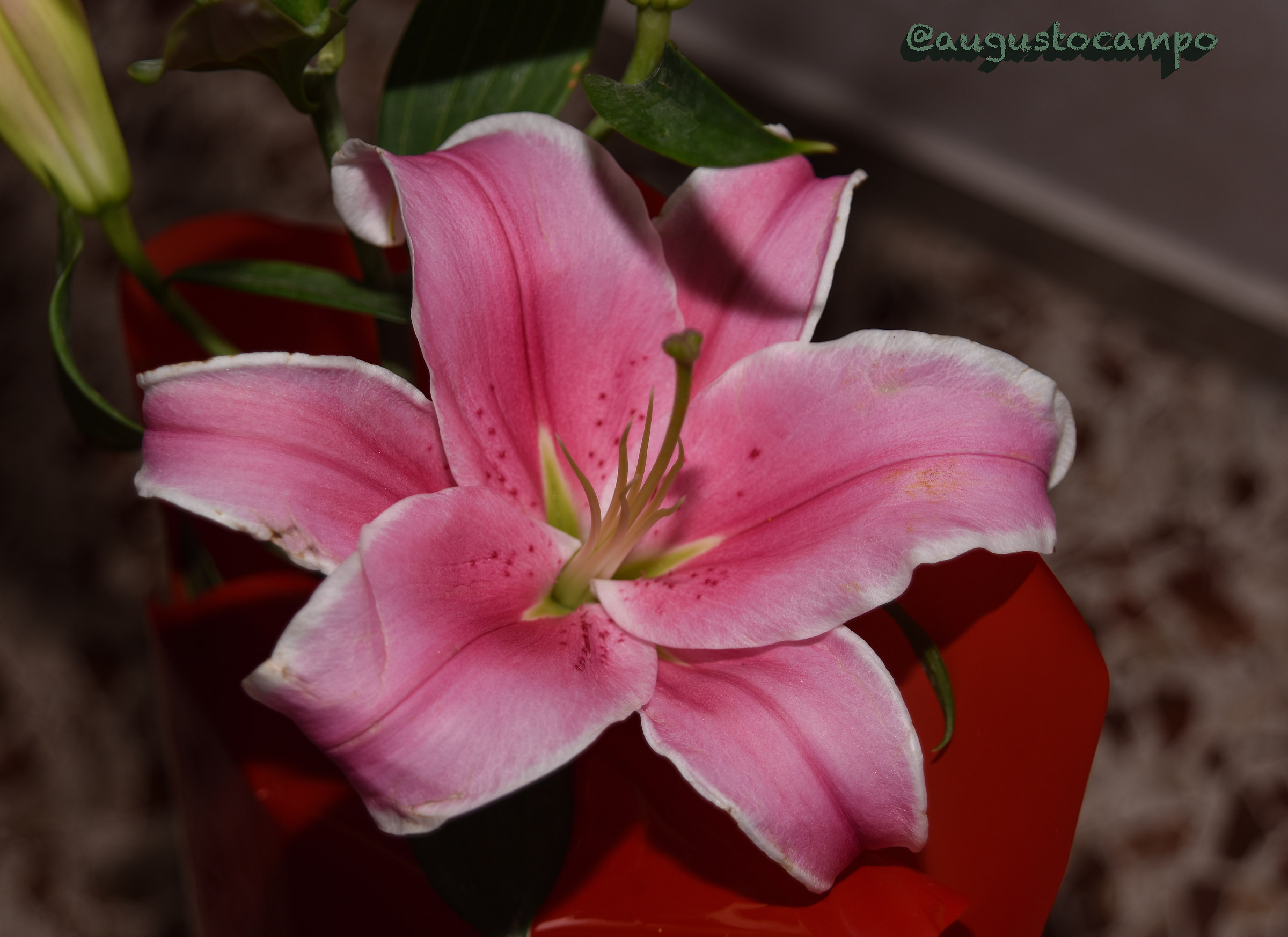 Lilium
