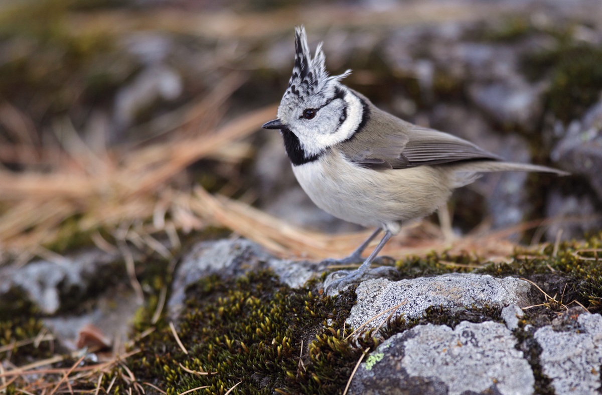 Crested Tit
