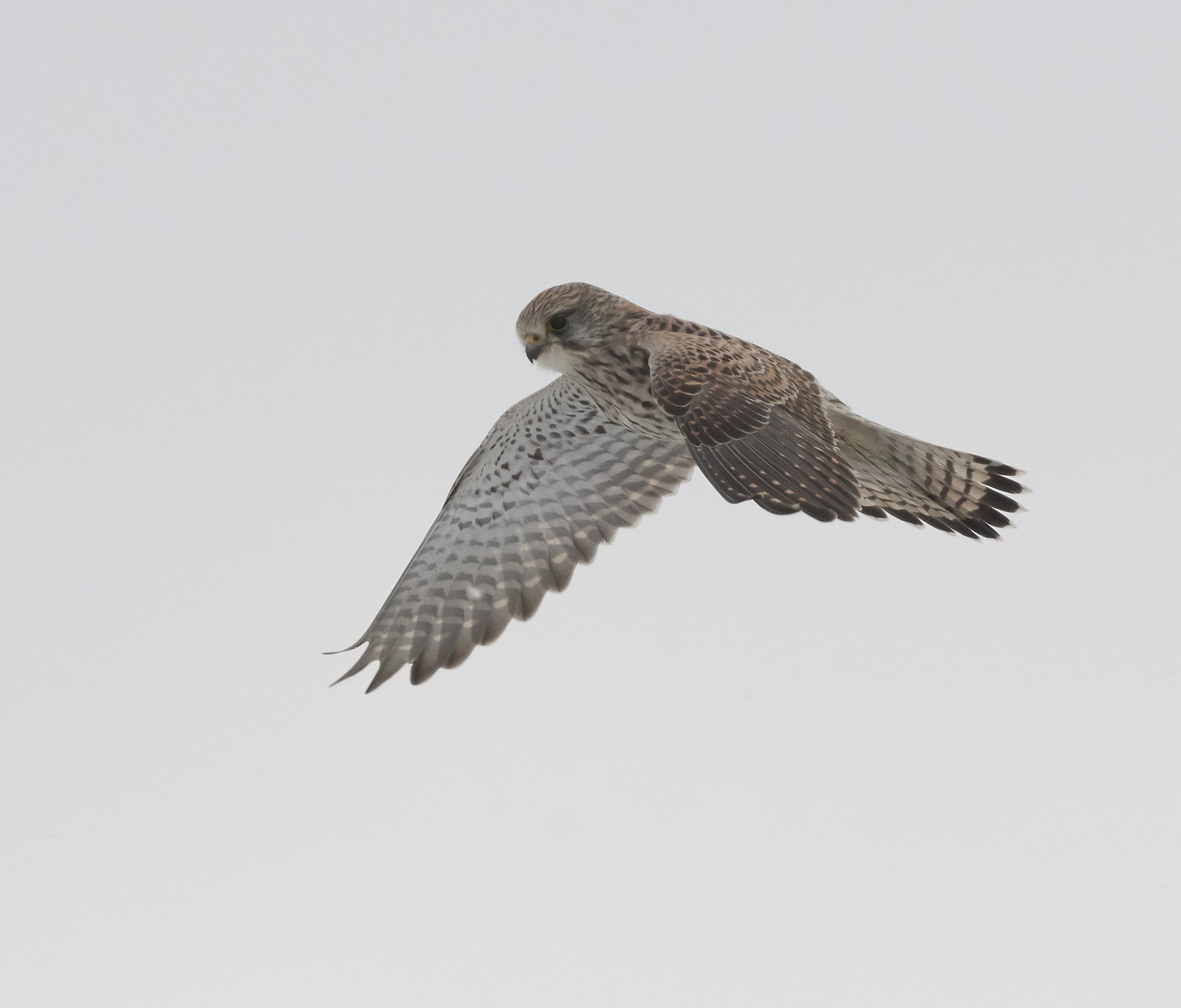 Preghiera del gheppio