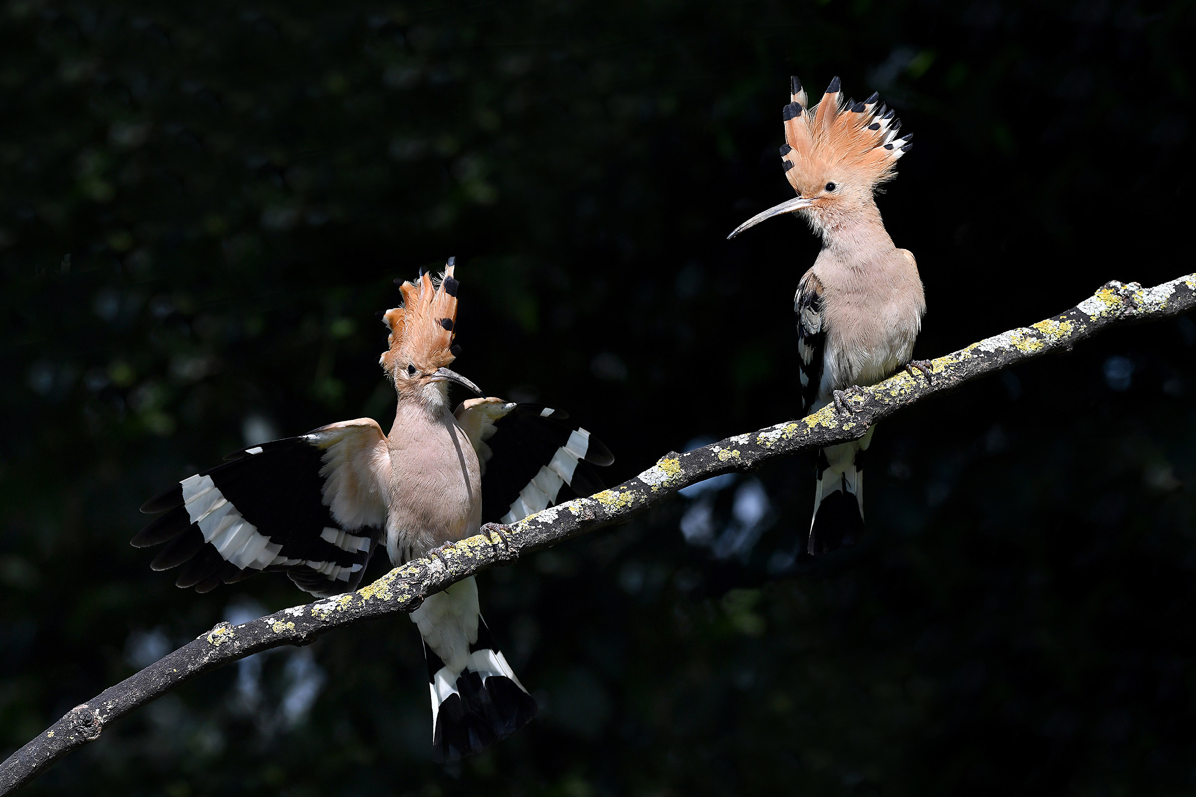 Storie di piume  5  ( Upupa )