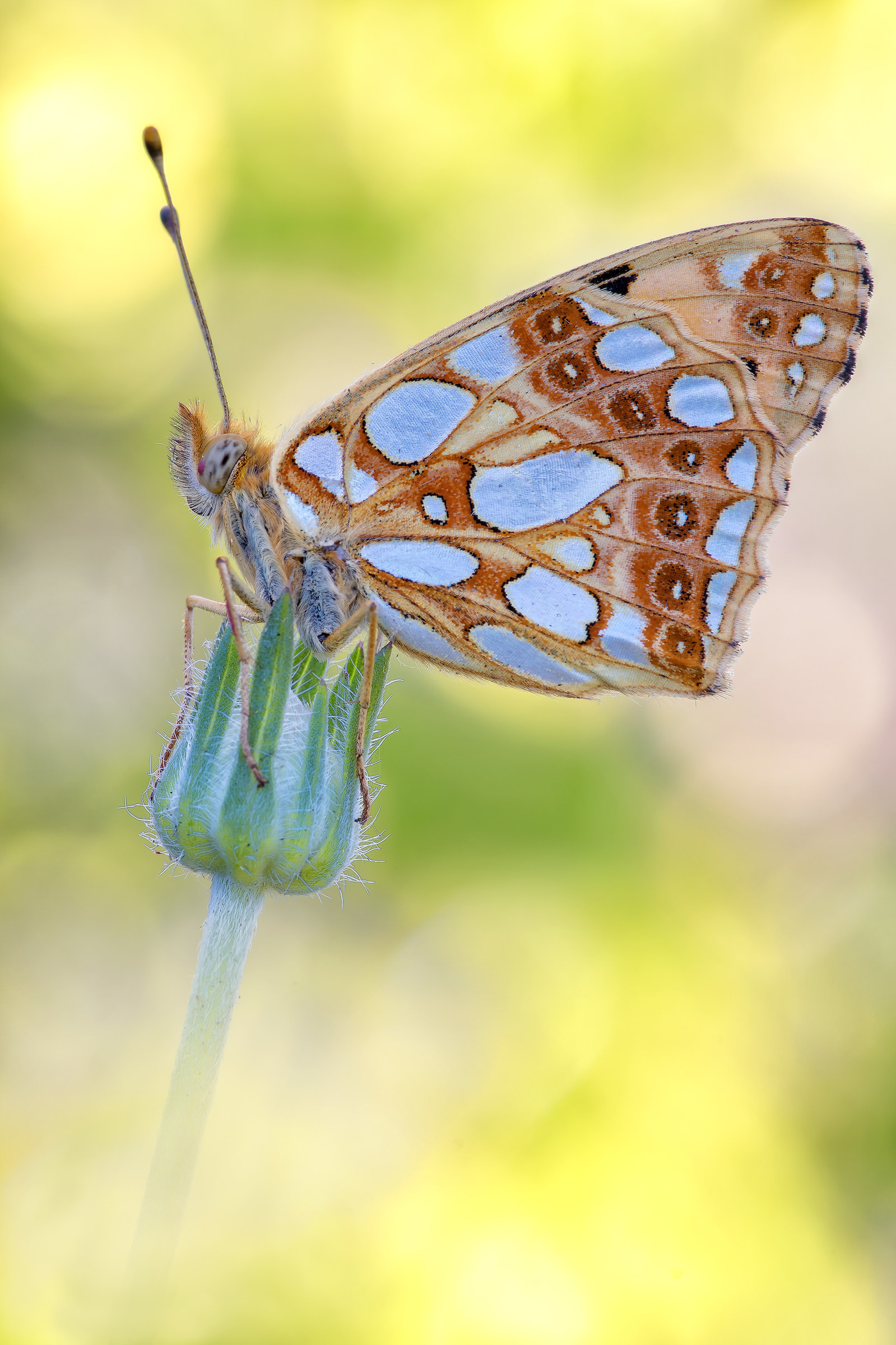 Issoria lathonia (Linnaeus, 1758)