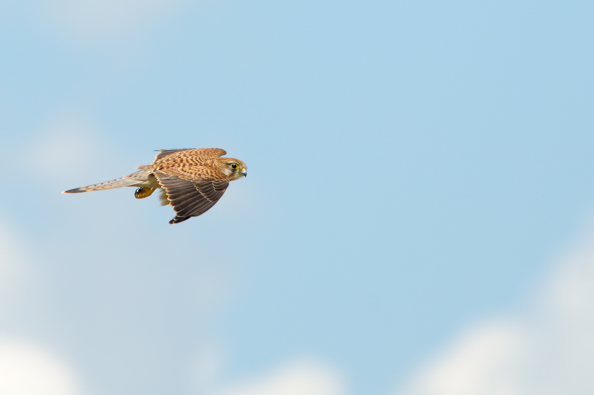 Kestrel (Falco tinnunculus)