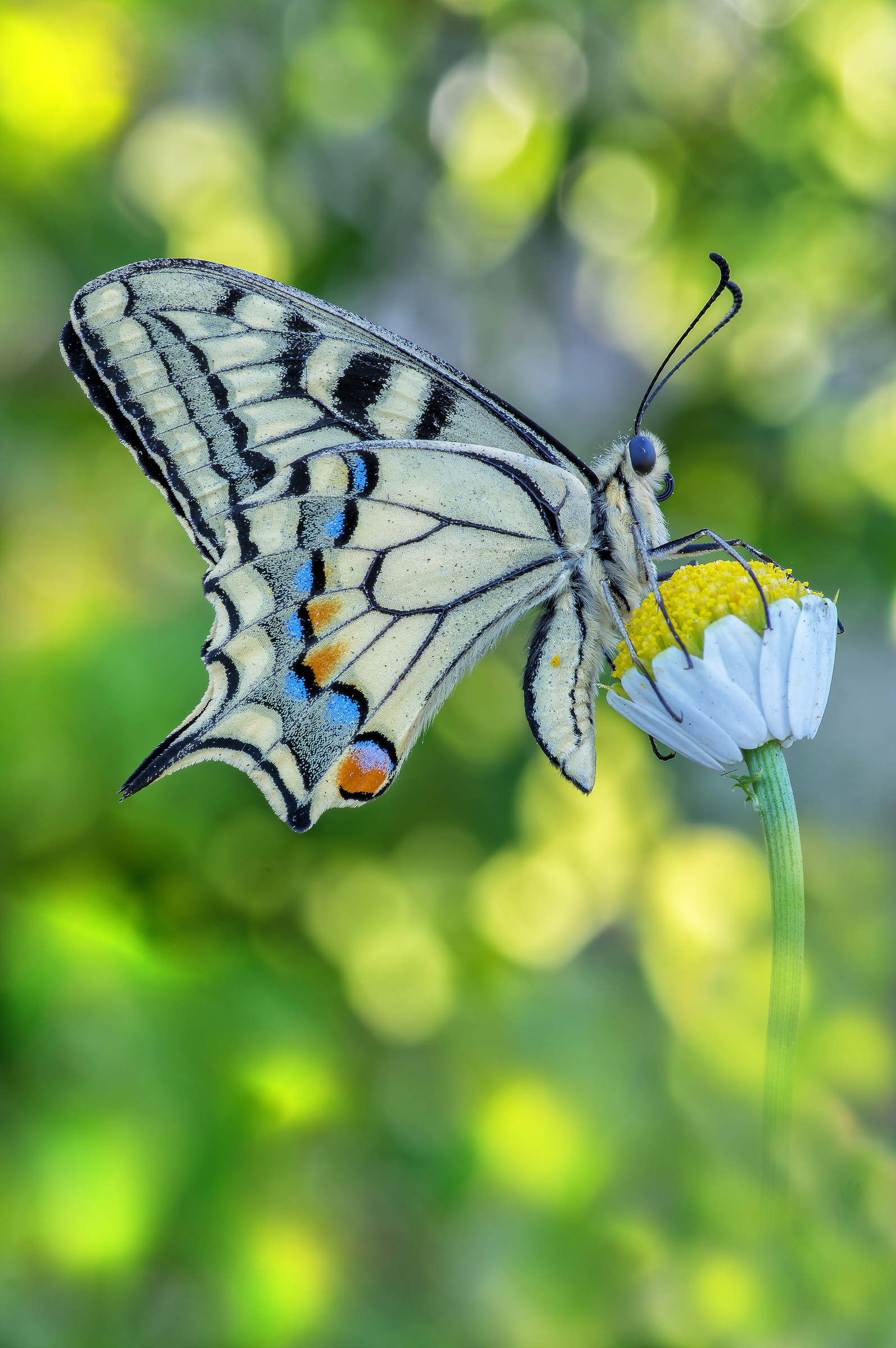 Papilio Machaon (Linnaeus, 1758)