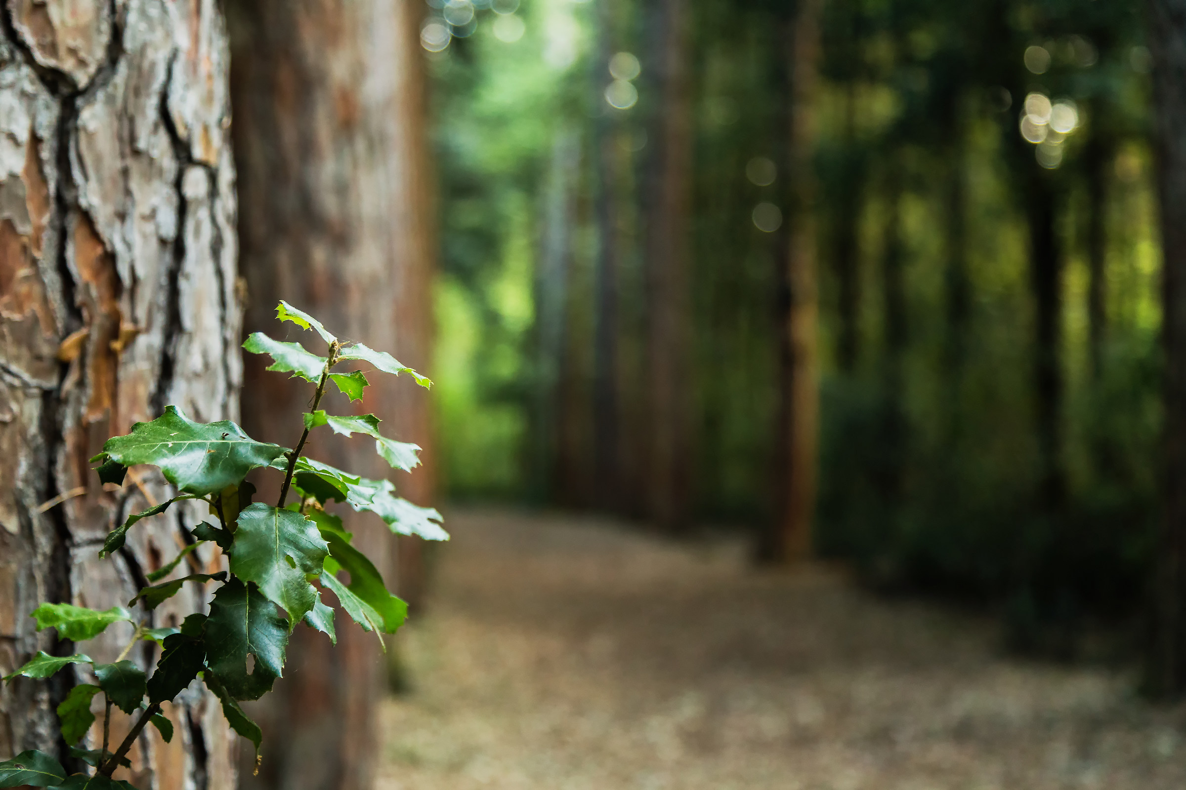 Walking in the Woods