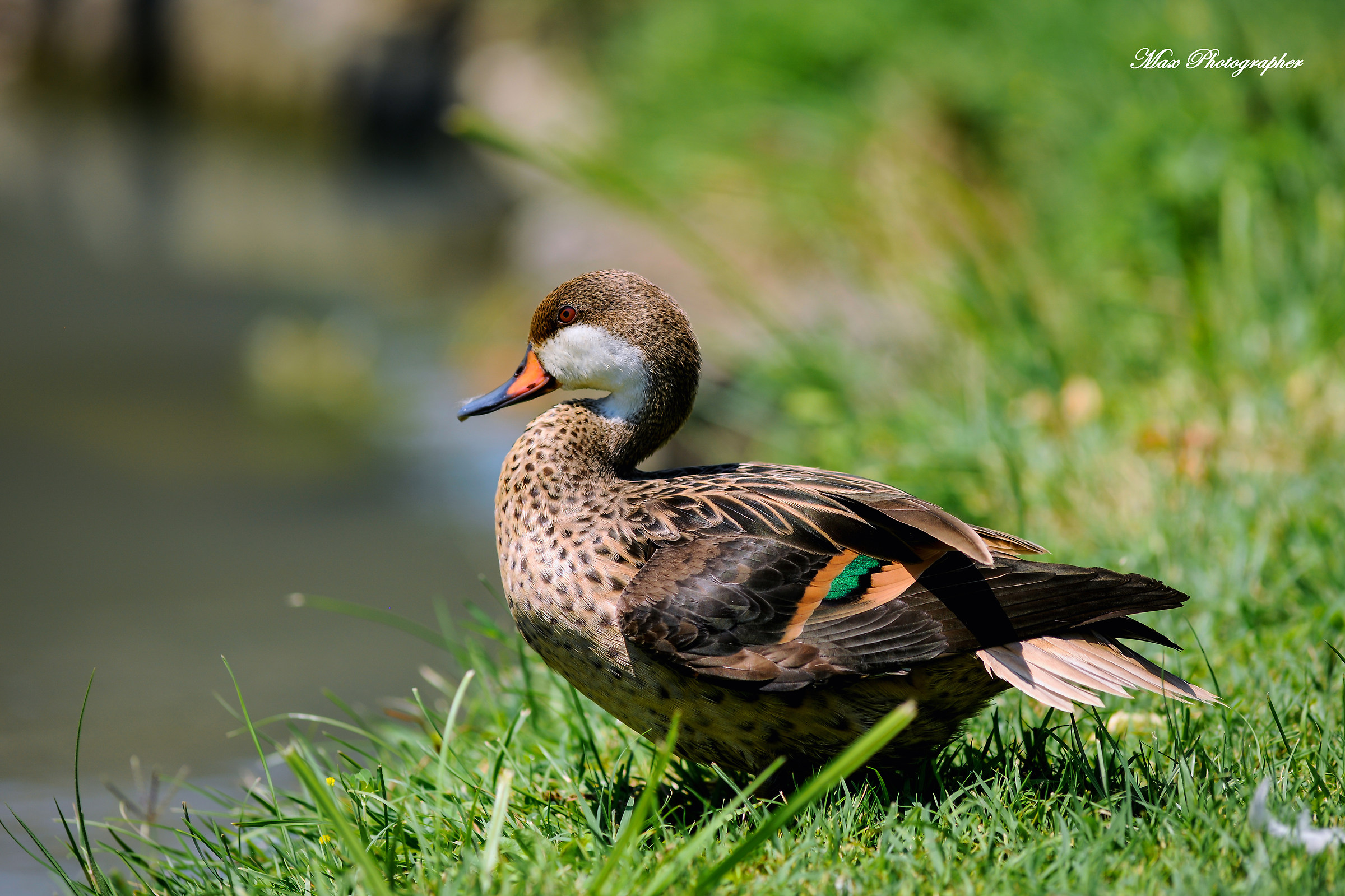 Bahamas Pintail Anas bahamensis