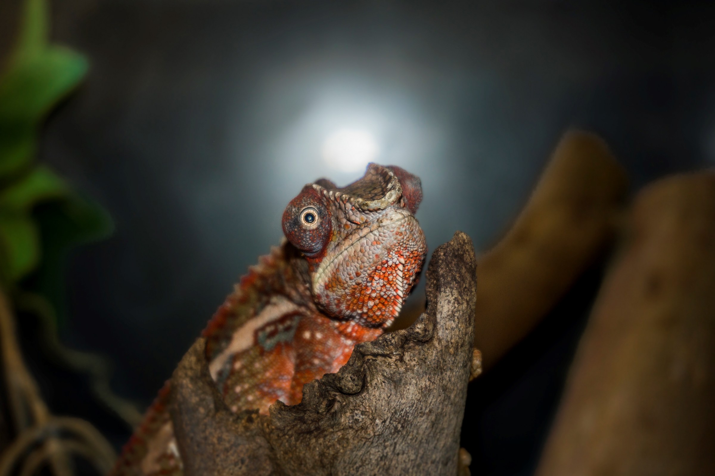 Curious Nocturnal Creature