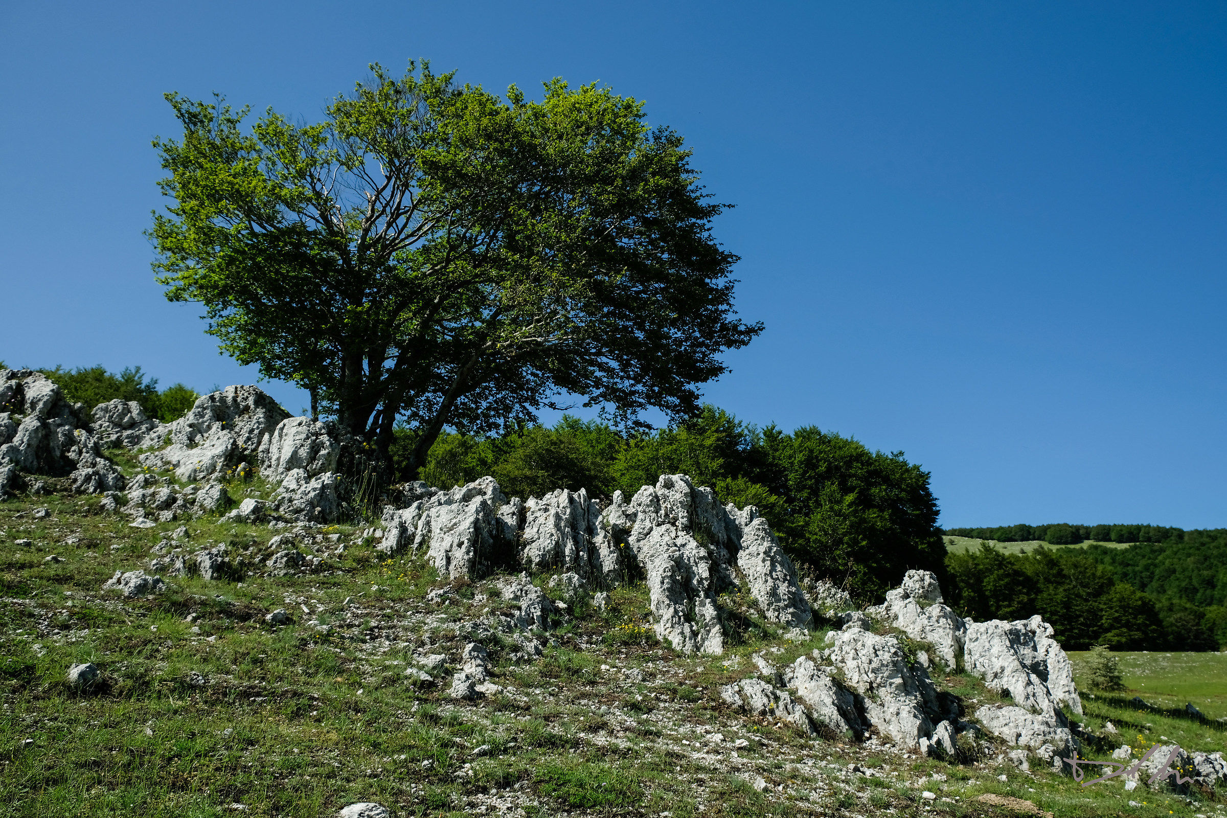 A tree in the mountains