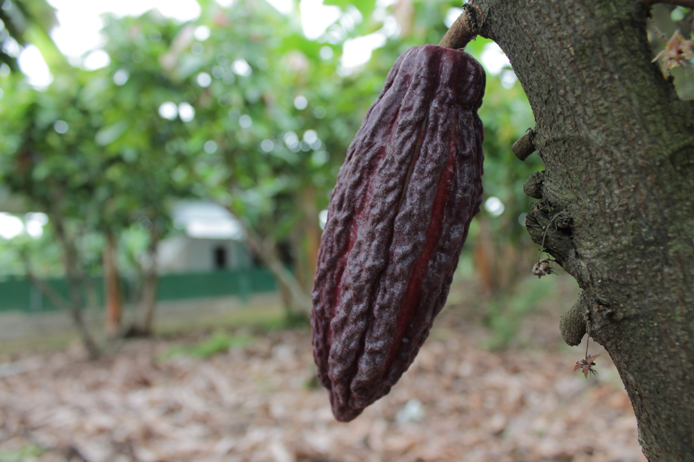 Cacao