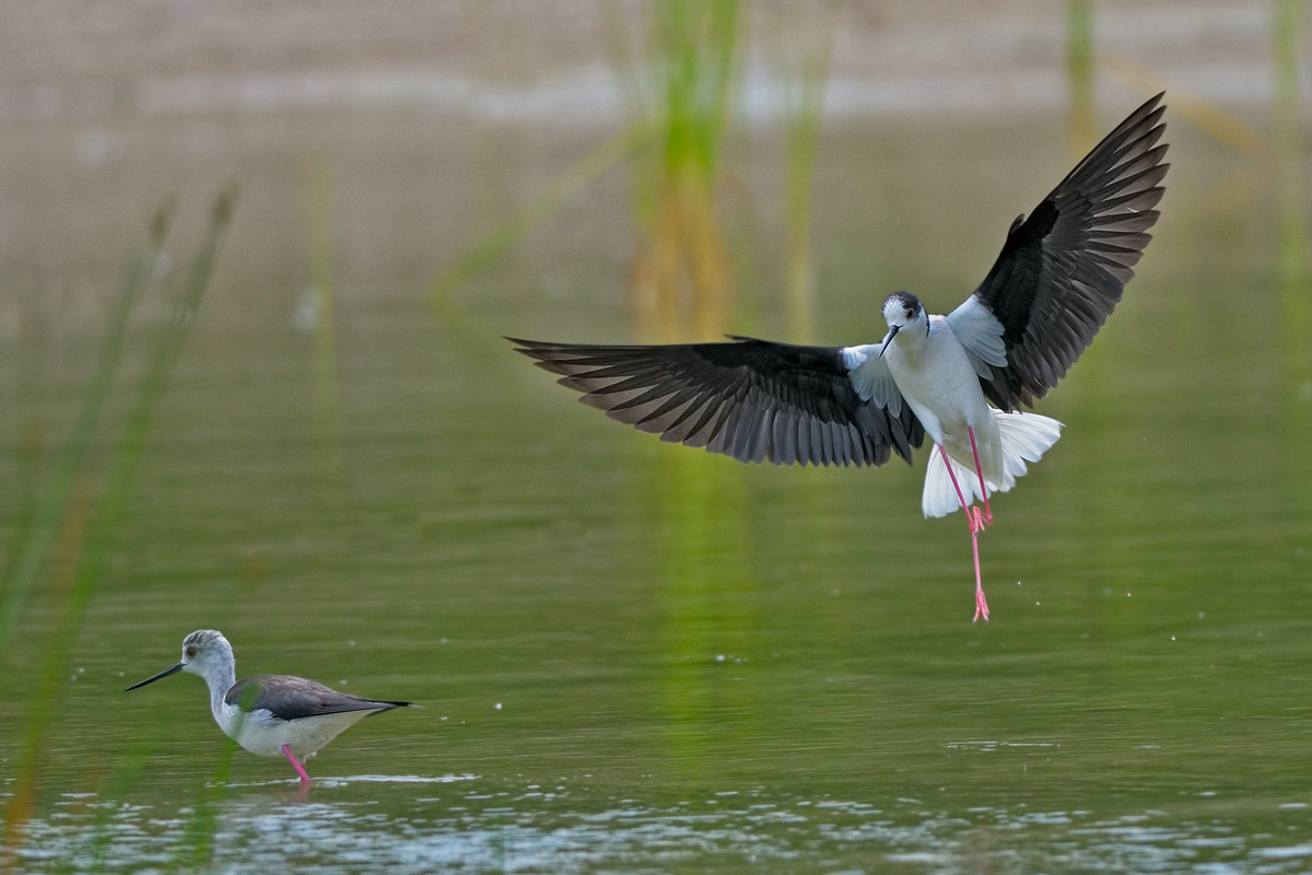 Cavaliere d'Italia (Himantopus himantopus)