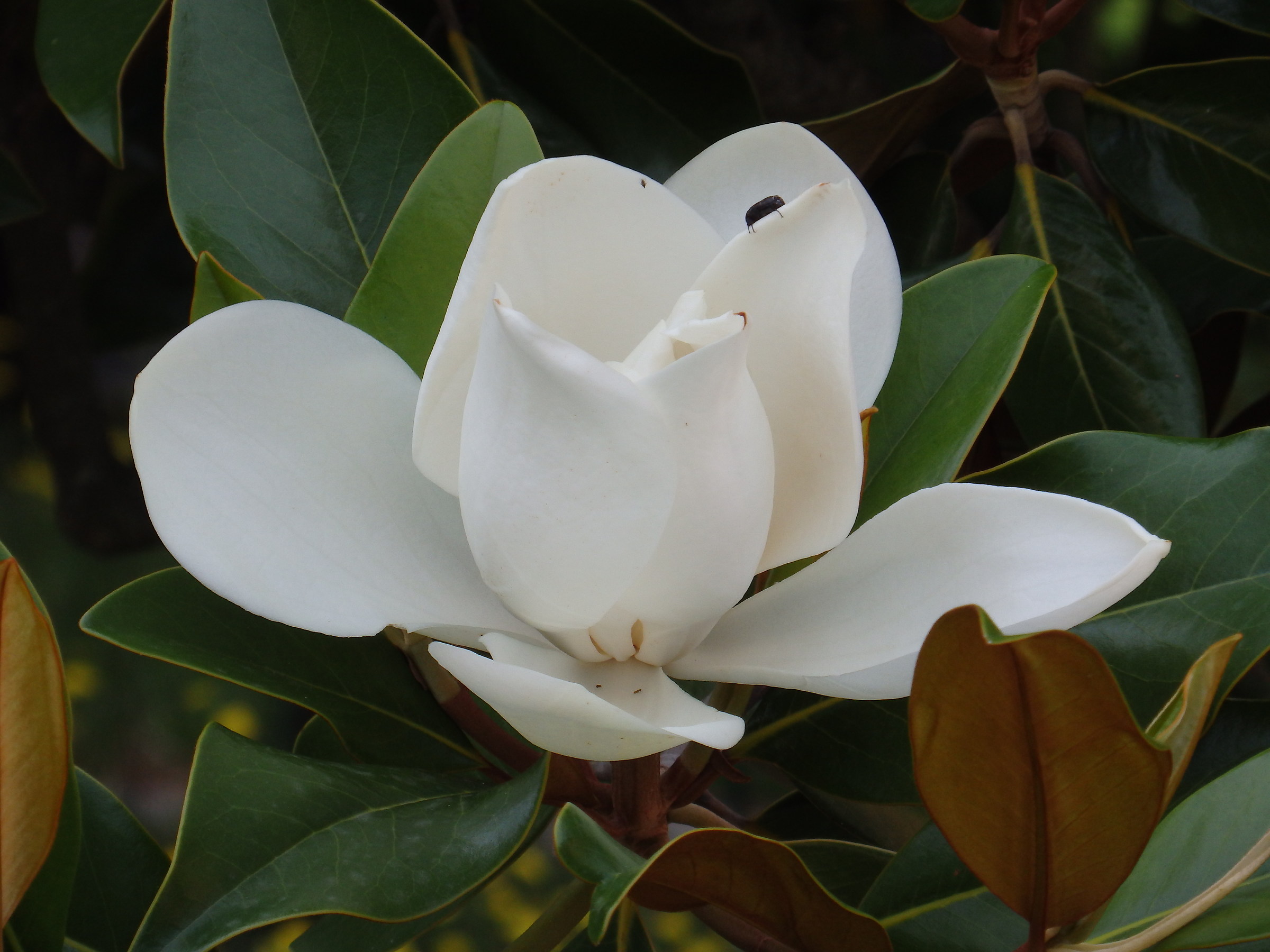 Magnolia with Guest