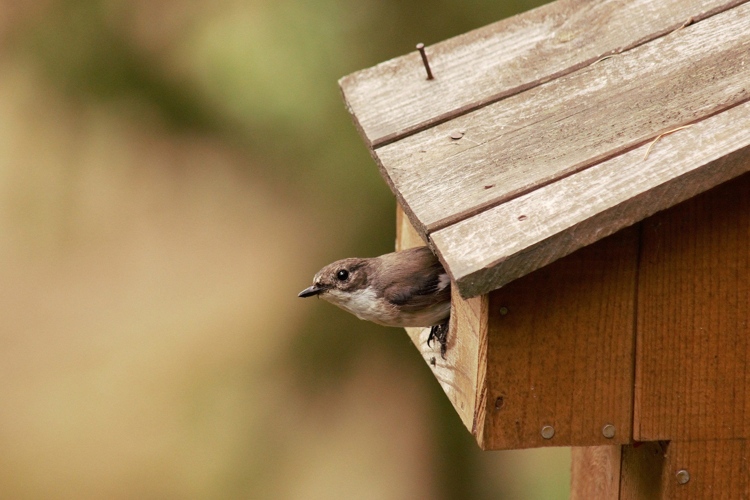 European pied flycatcher (Ficedula hypoleuca)